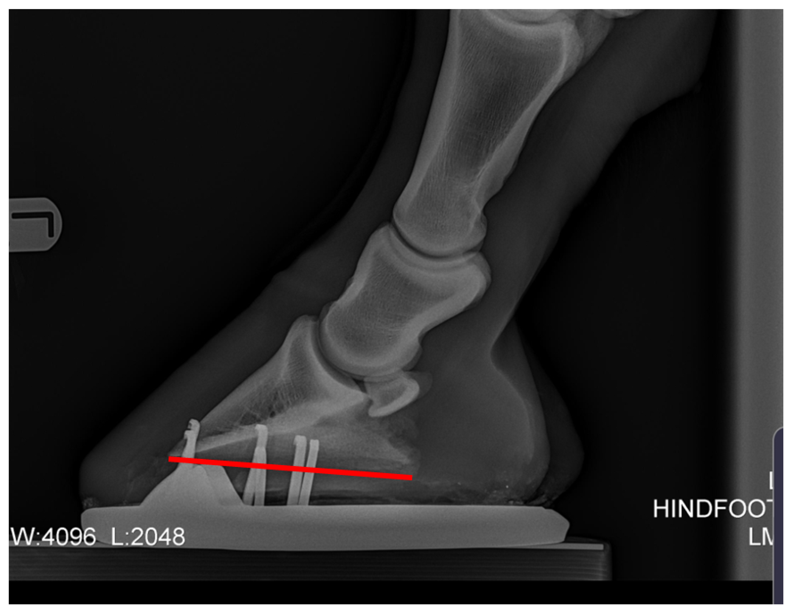 Animals 12 03275 g002