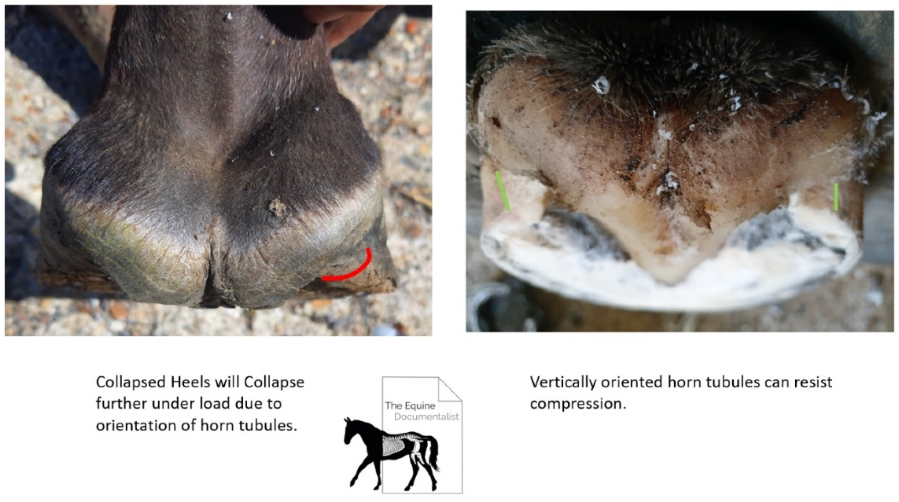 Animals 12 03275 g004