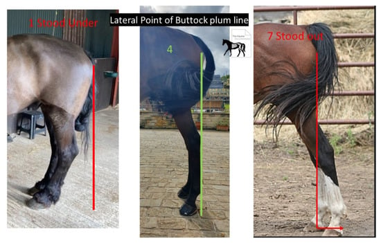 The Relationship Between Hoof Deformation and Underrun Heels – The Horse