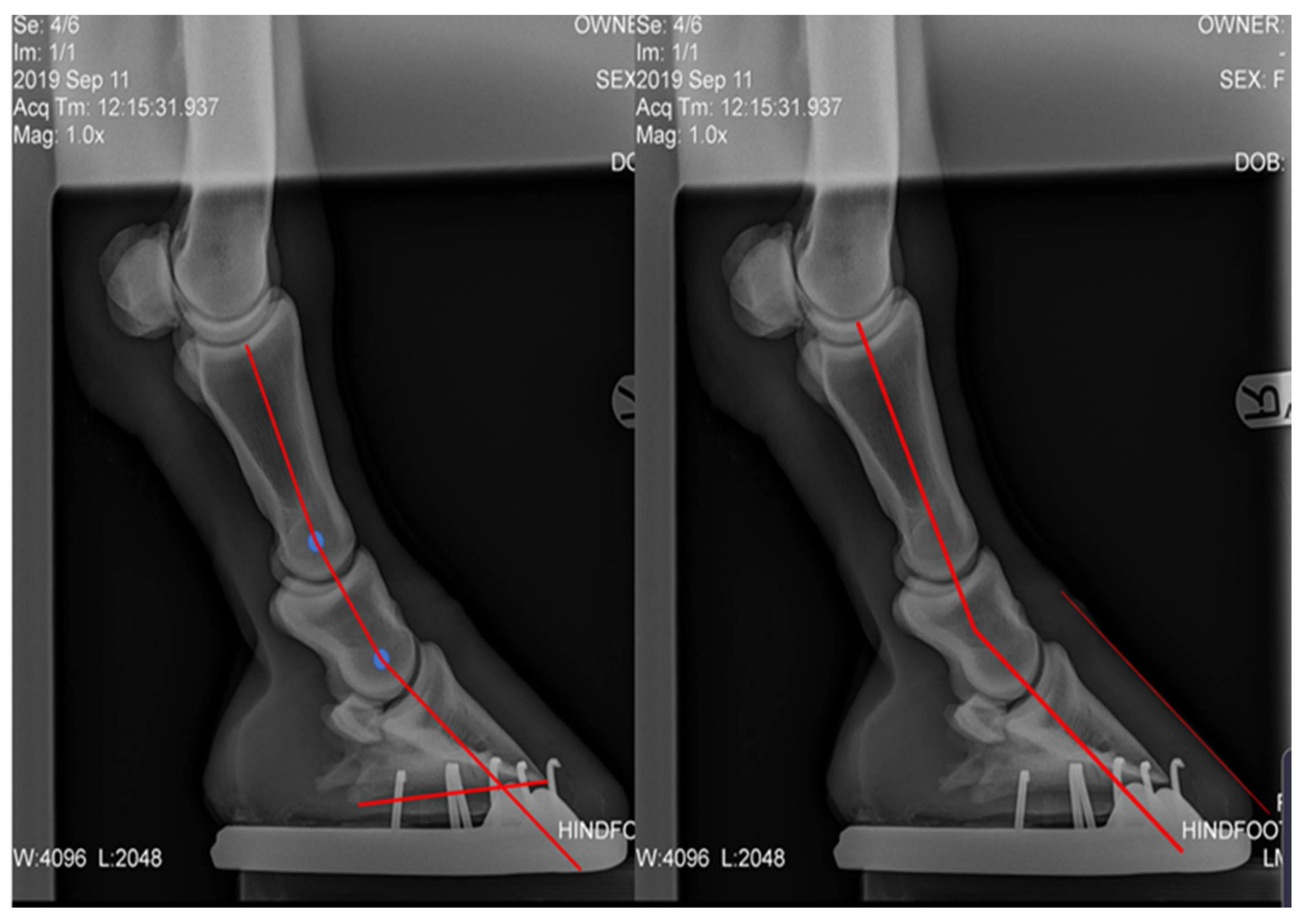 Animals 12 03275 g007