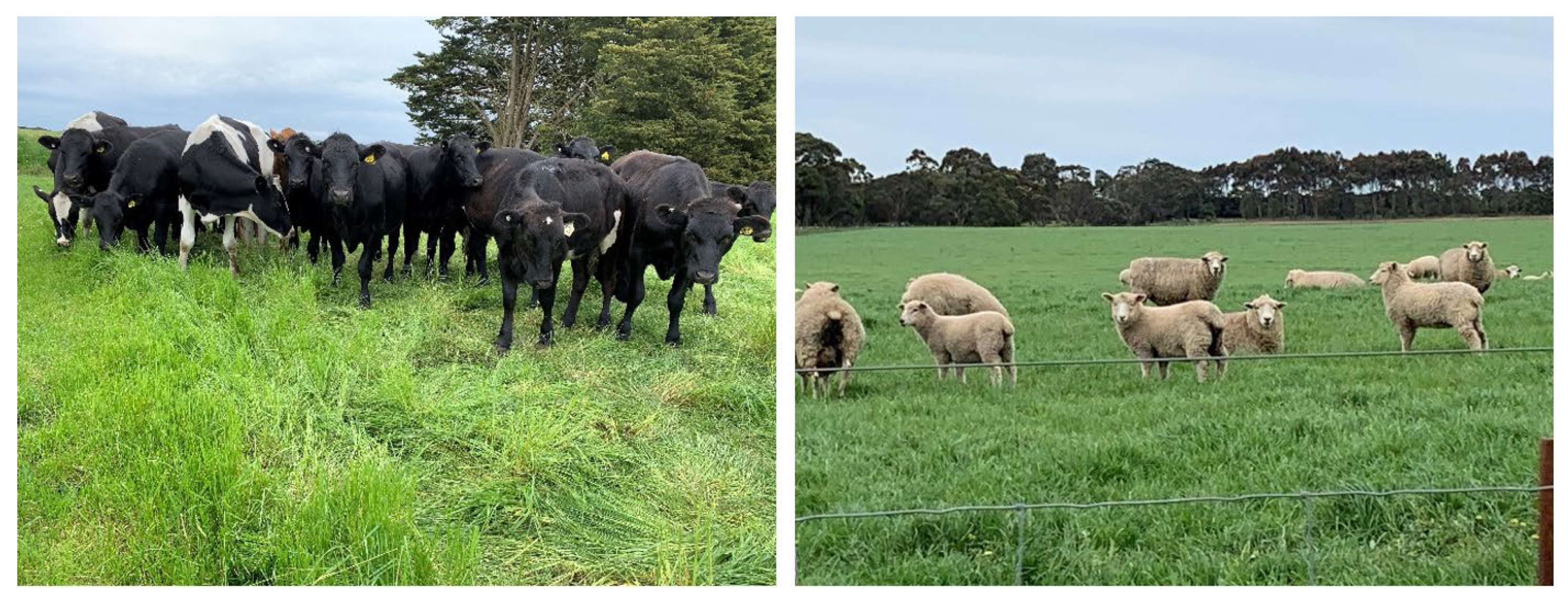 Animals 12 03279 g002 Animals 12 03279 g002