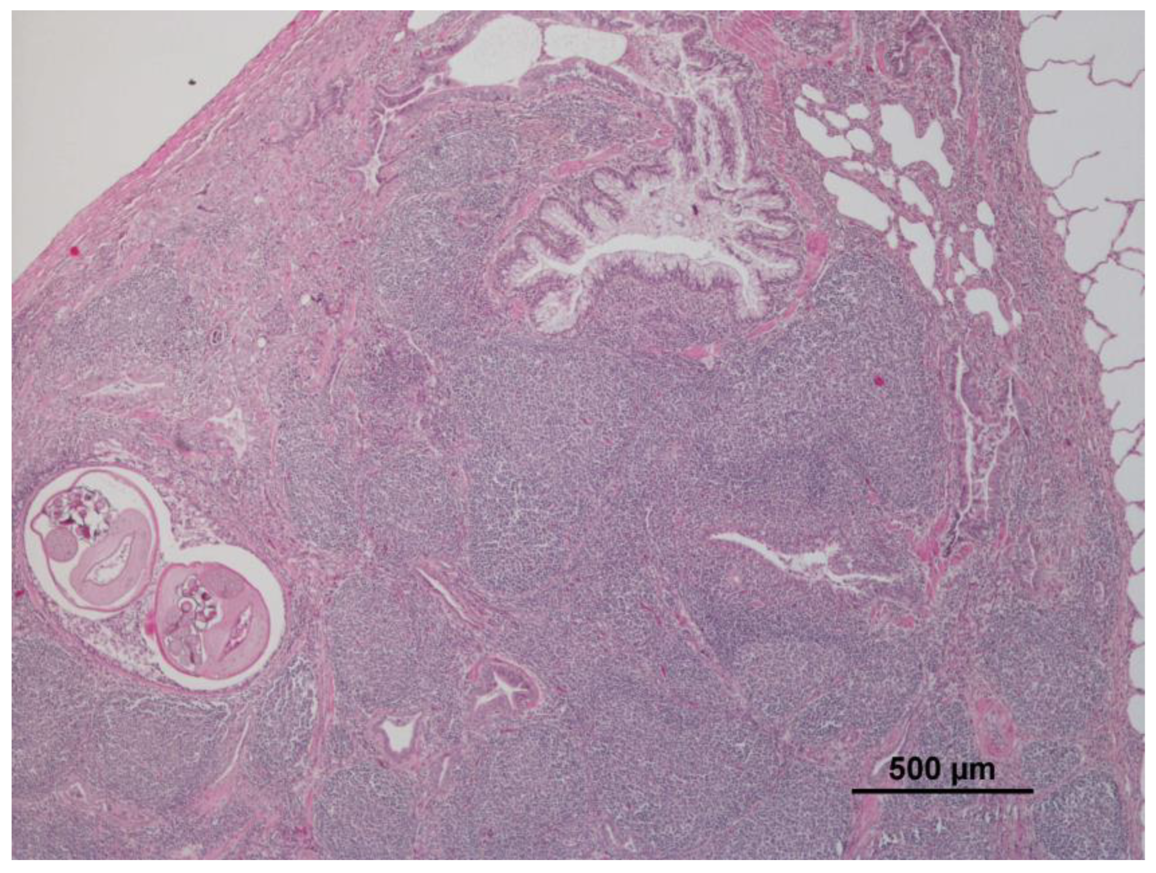 Animals 12 03282 g001 Animals 12 03282 g001