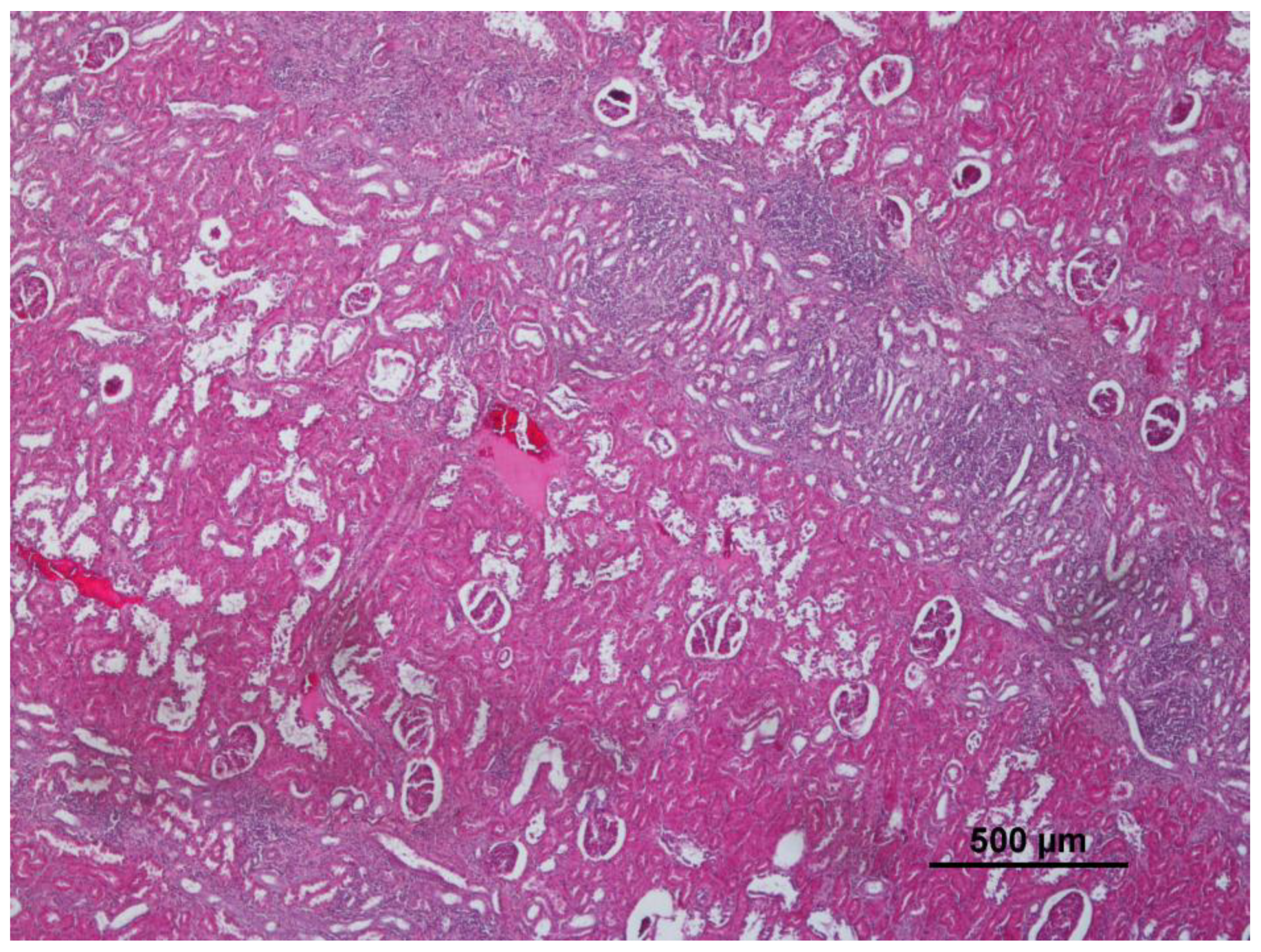 Animals 12 03282 g003 Animals 12 03282 g003