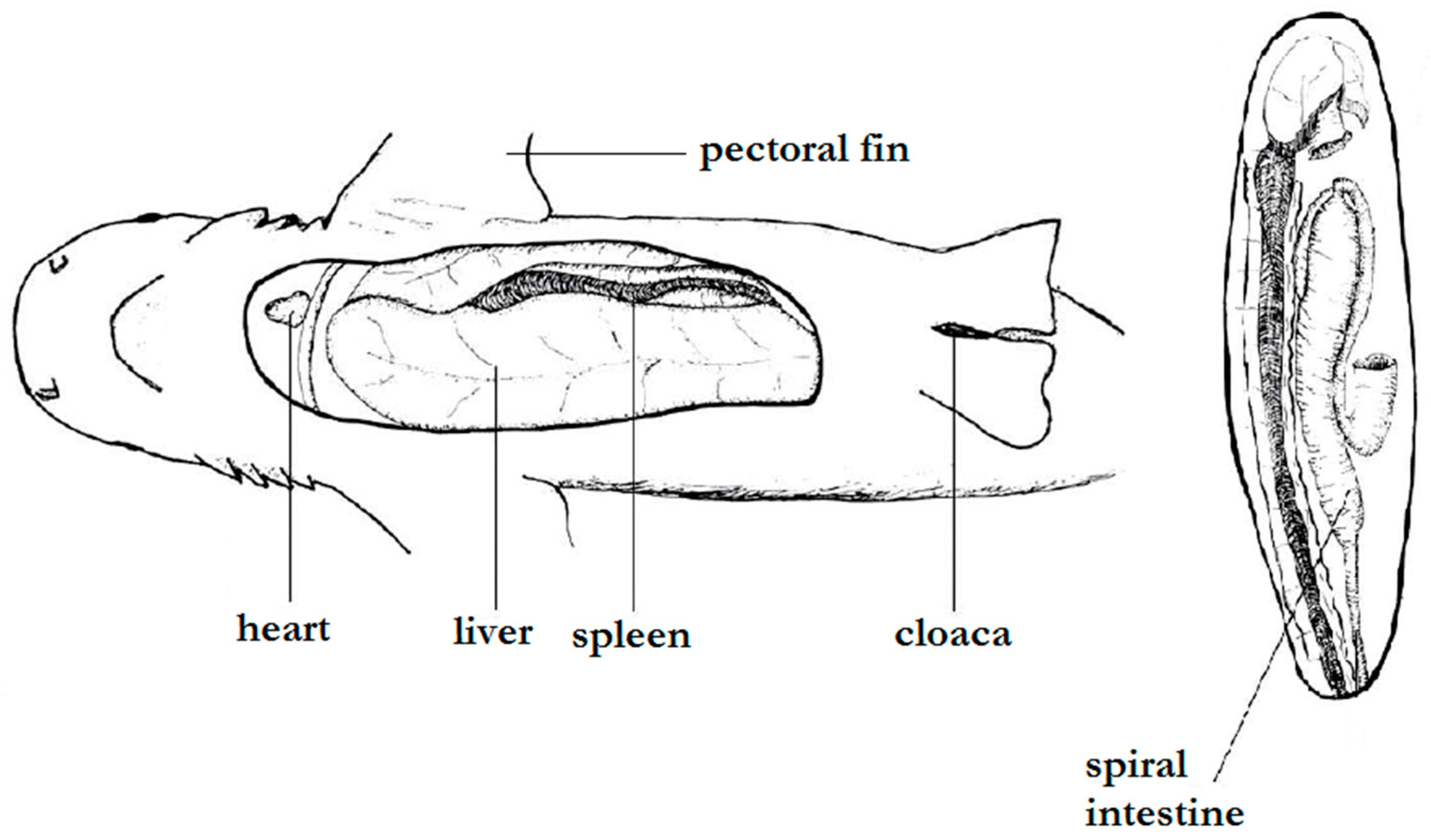 Animals 12 03291 g001 Animals 12 03291 g001