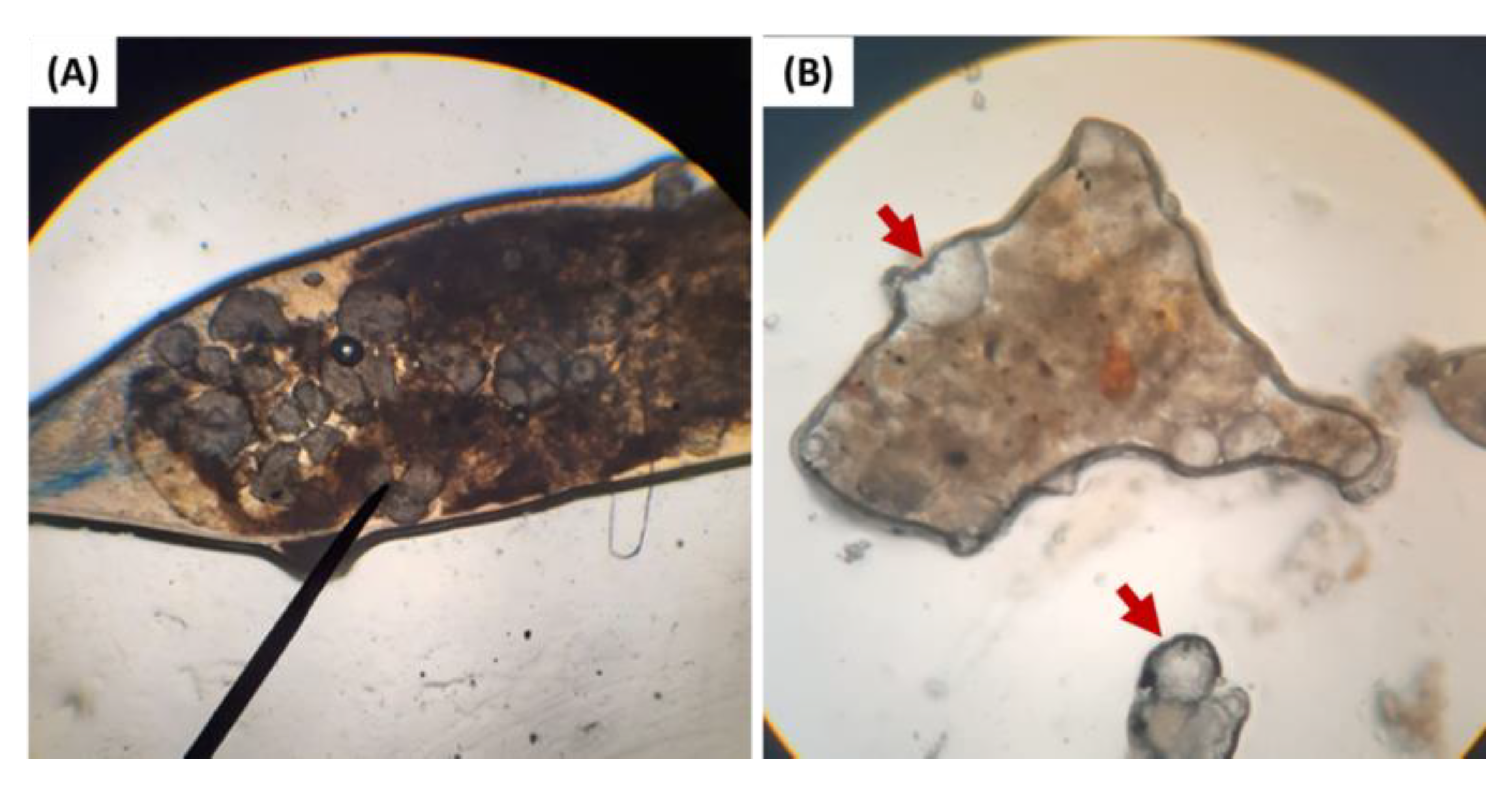 Animals 12 03308 g004