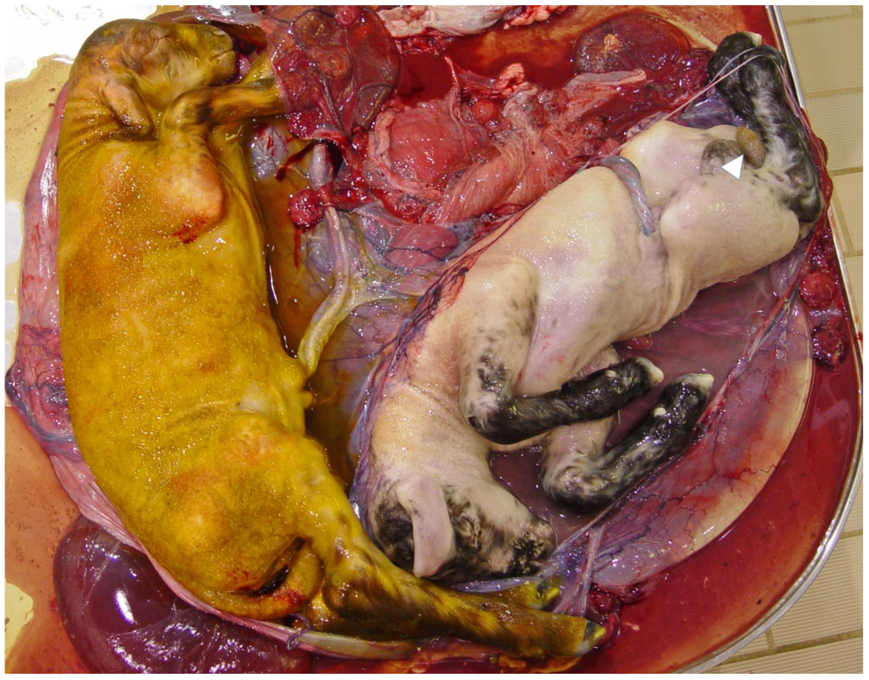 Animals 12 03310 g001