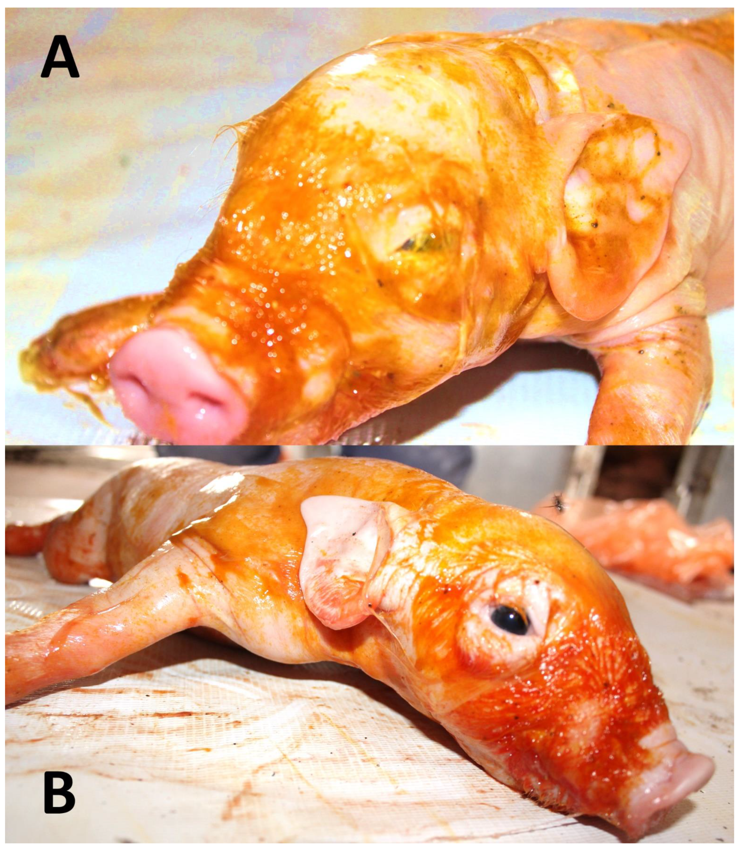 Animals 12 03310 g002