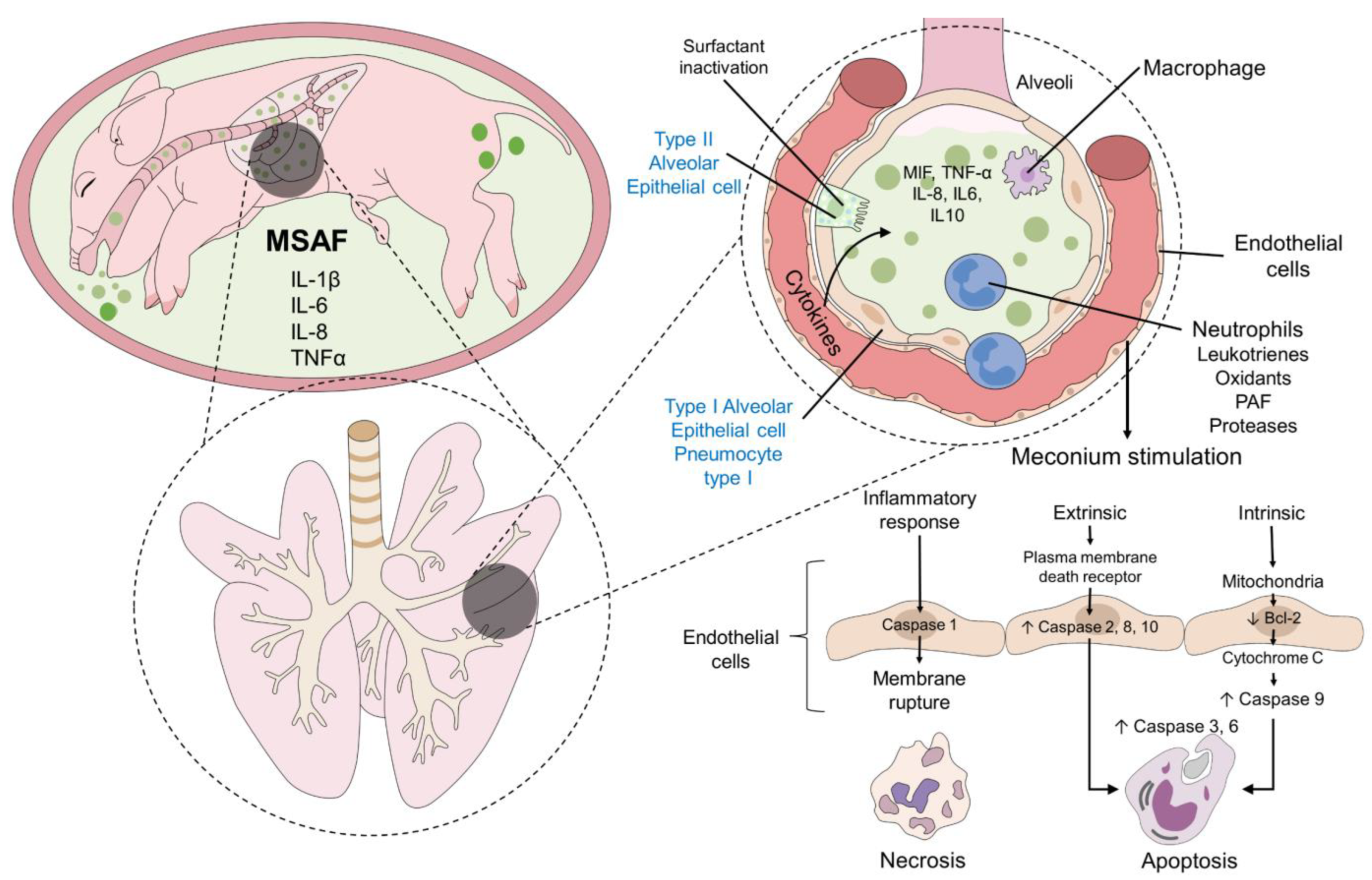 Animals 12 03310 g004