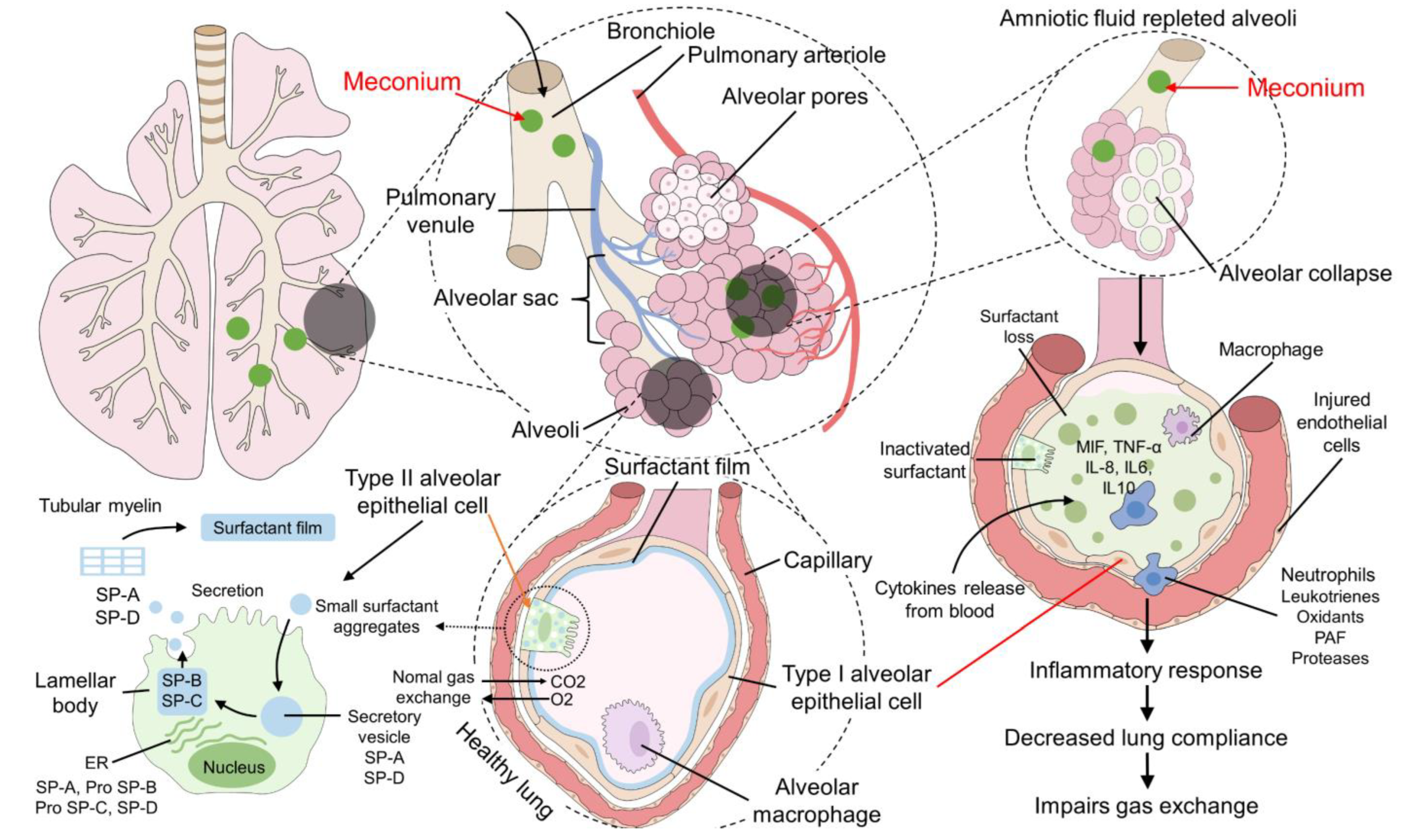 Animals 12 03310 g005