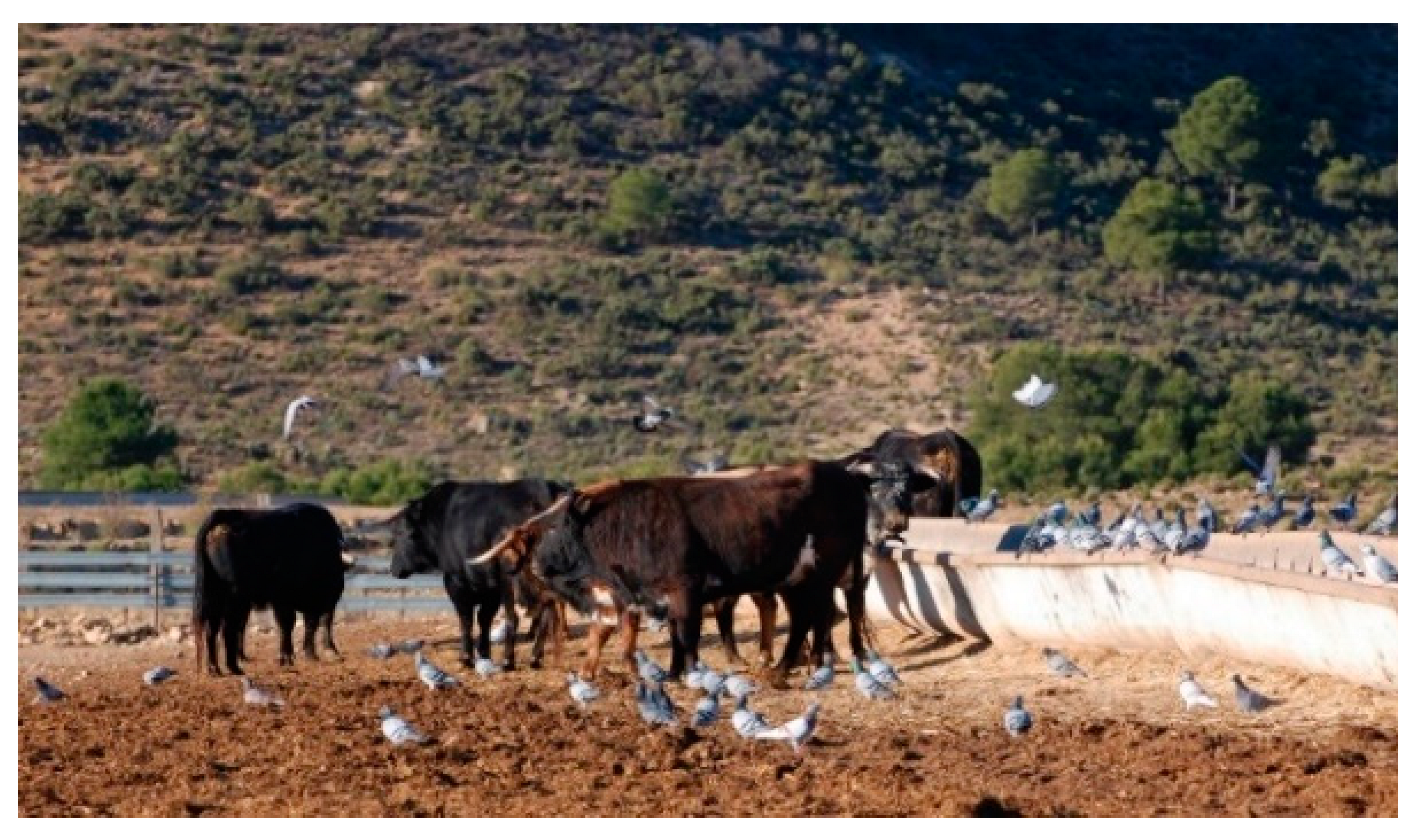 Animals 12 03314 g001 Animals 12 03314 g001