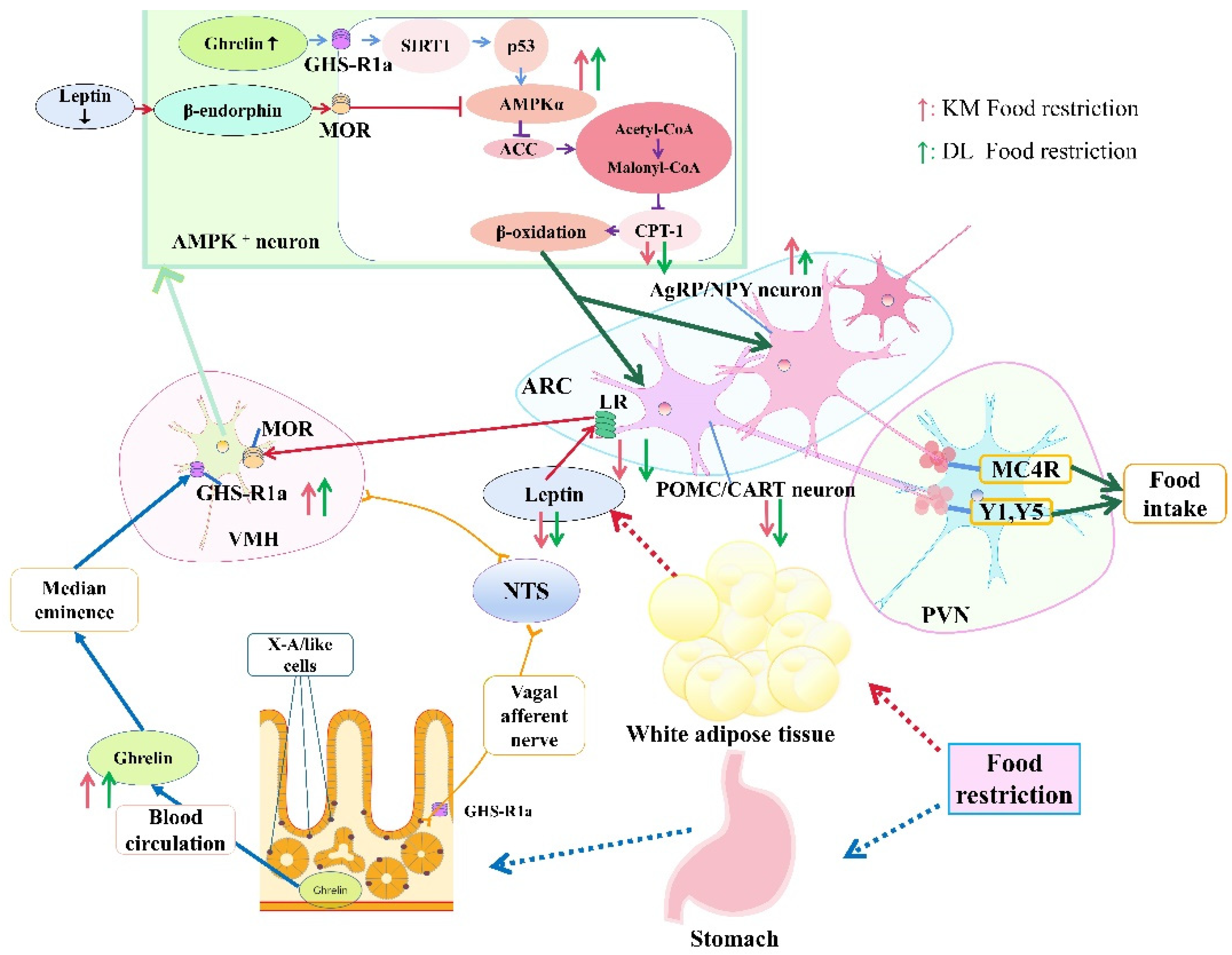 Animals 12 03333 g008 Animals 12 03333 g008