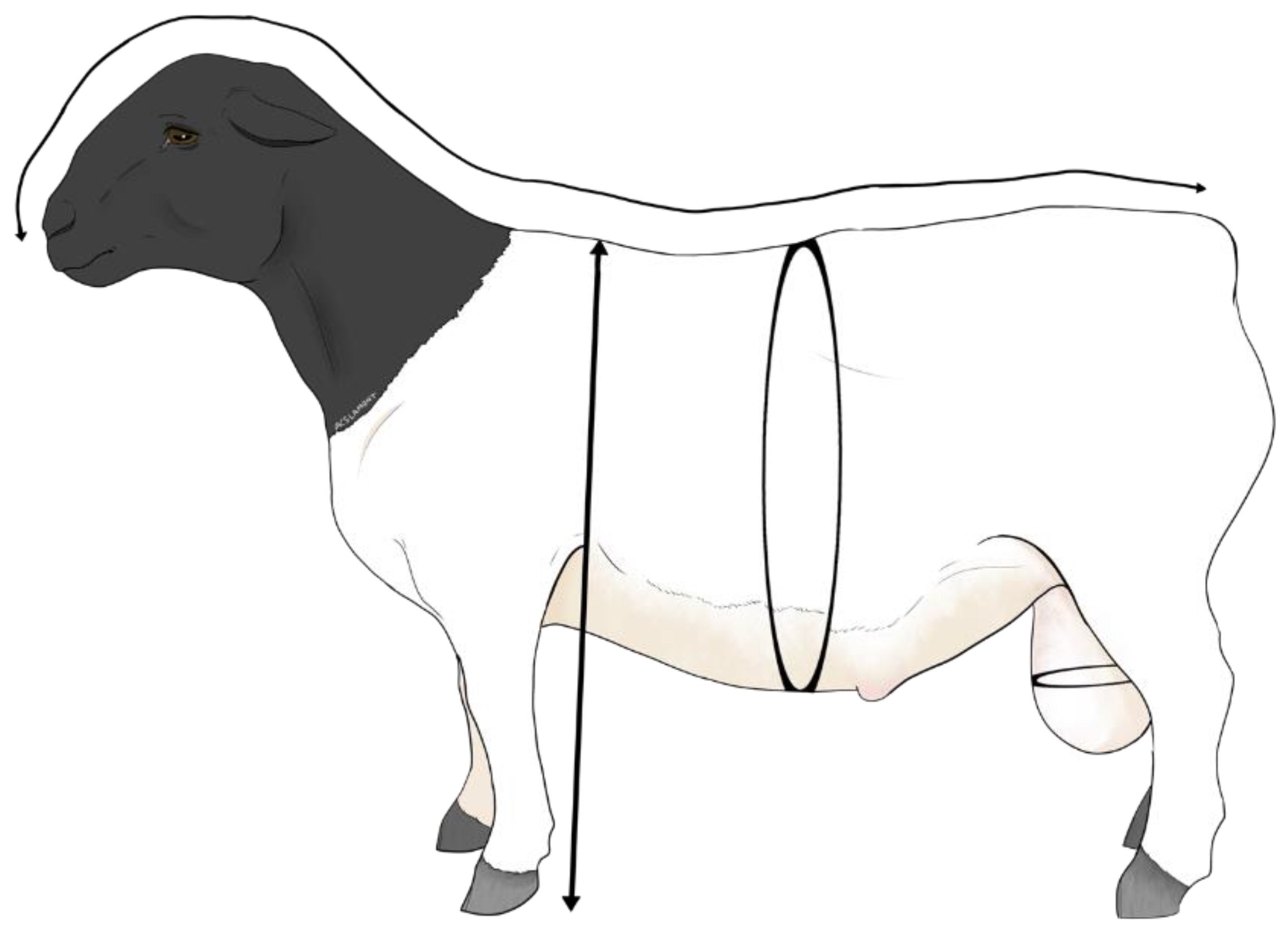 Animals 12 03339 g002