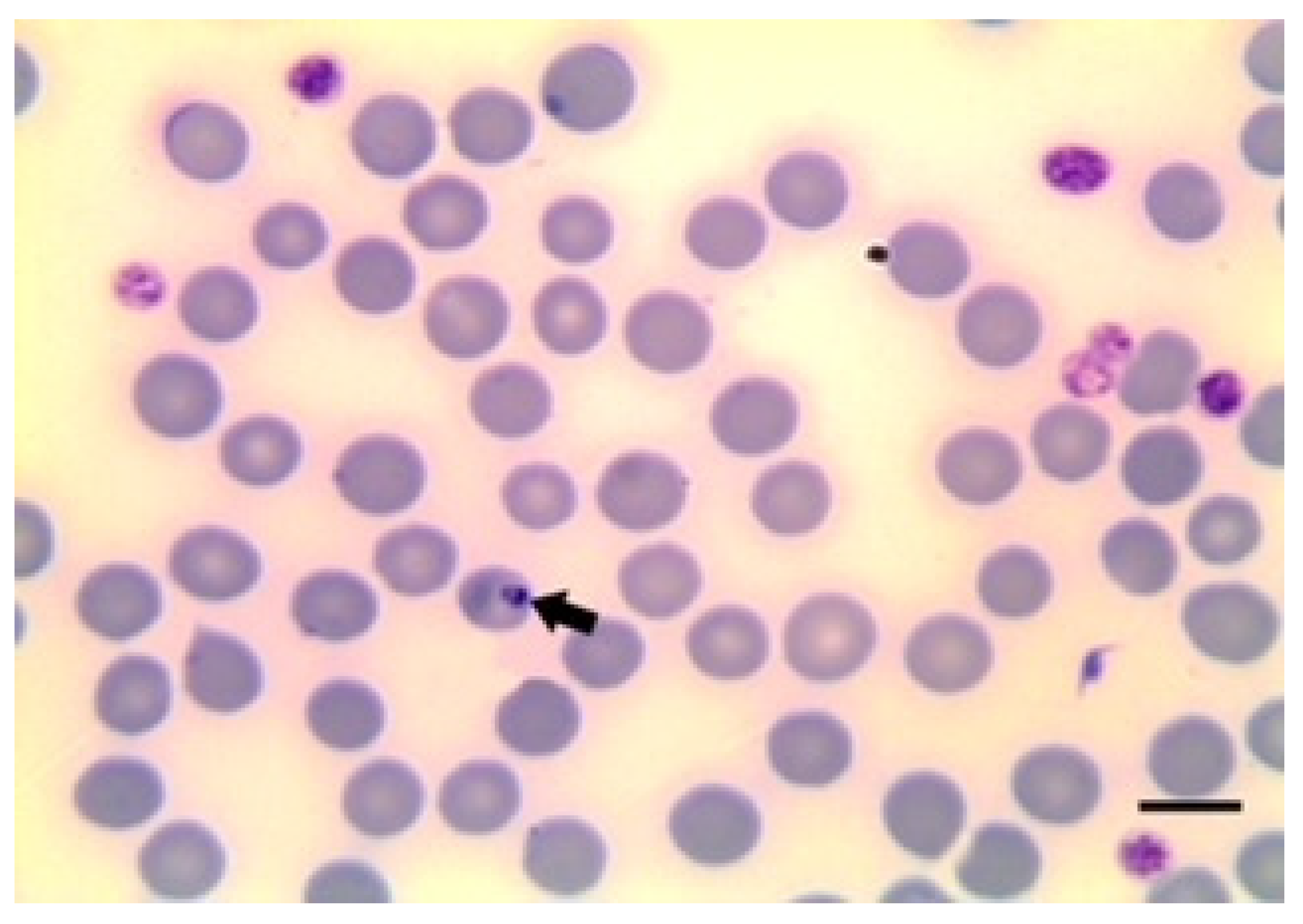 Animals | Free Full-Text | Anaemia in Sheep Caused by Babesia and Theileria  Haemoparasites