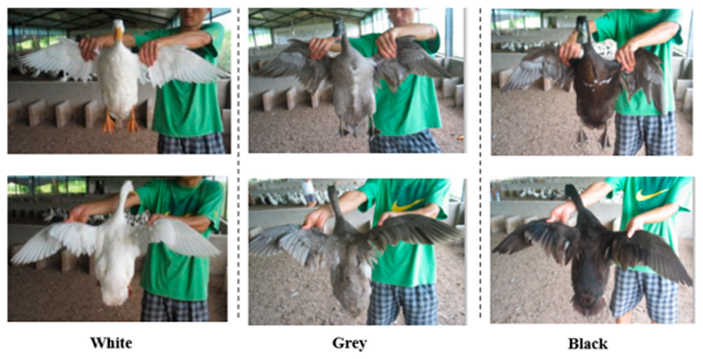 Animals 12 03345 g001 Animals 12 03345 g001