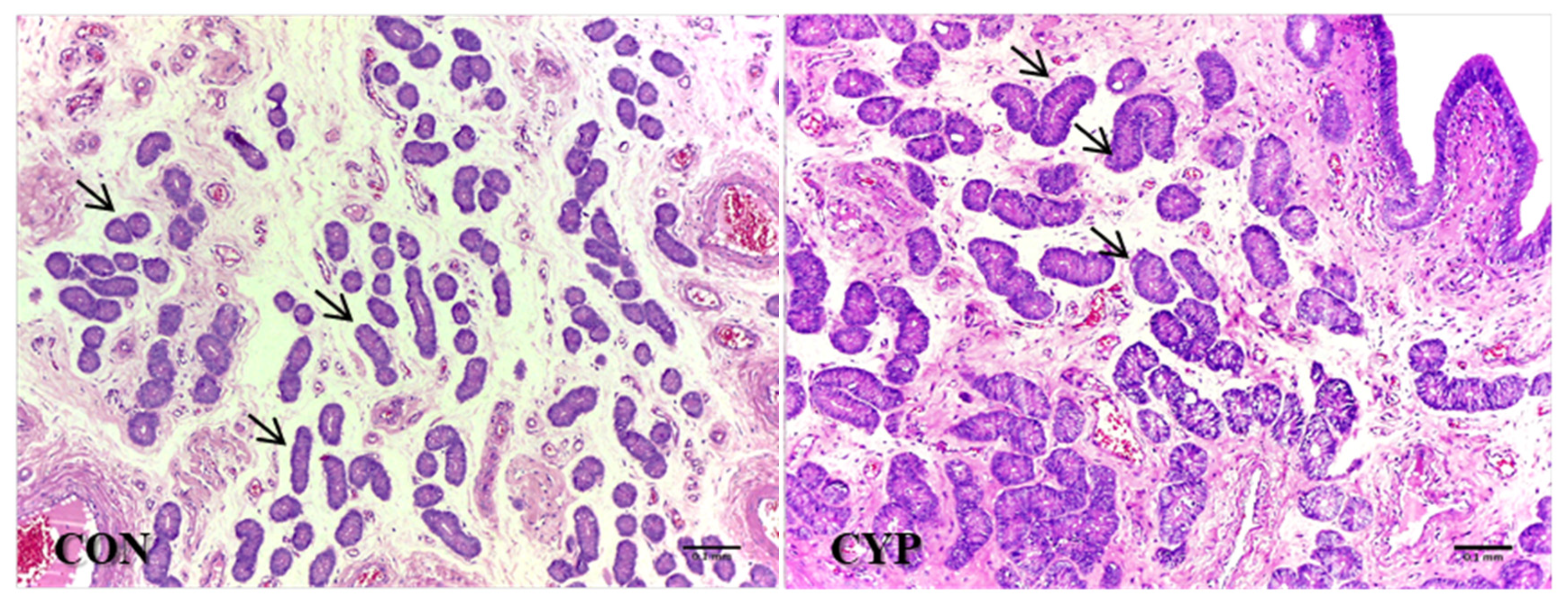 Animals 12 03393 g005 Animals 12 03393 g005