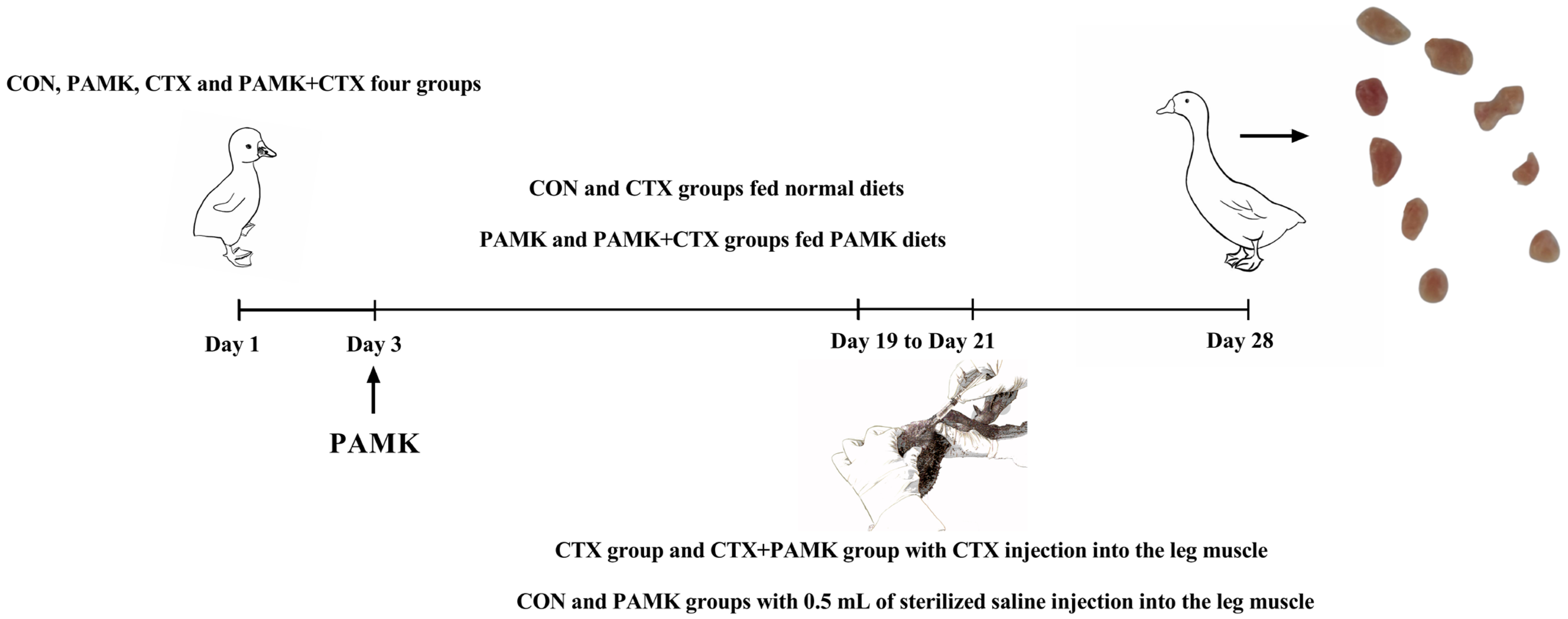 Animals 12 03394 g001