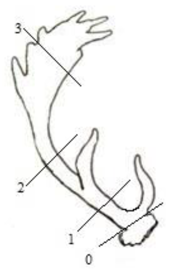 Animals 12 03409 g001 Animals 12 03409 g001