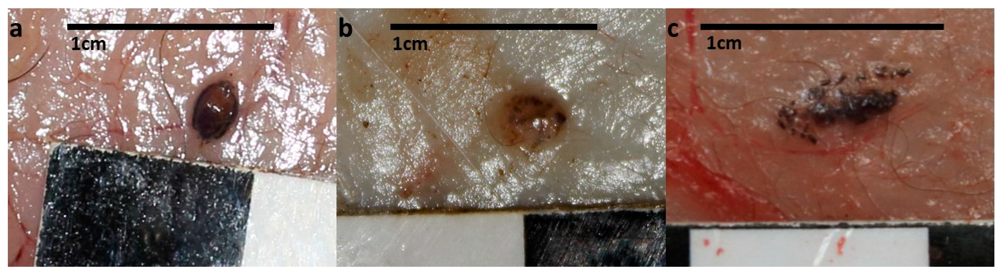 Animals 12 03411 g001 Animals 12 03411 g001