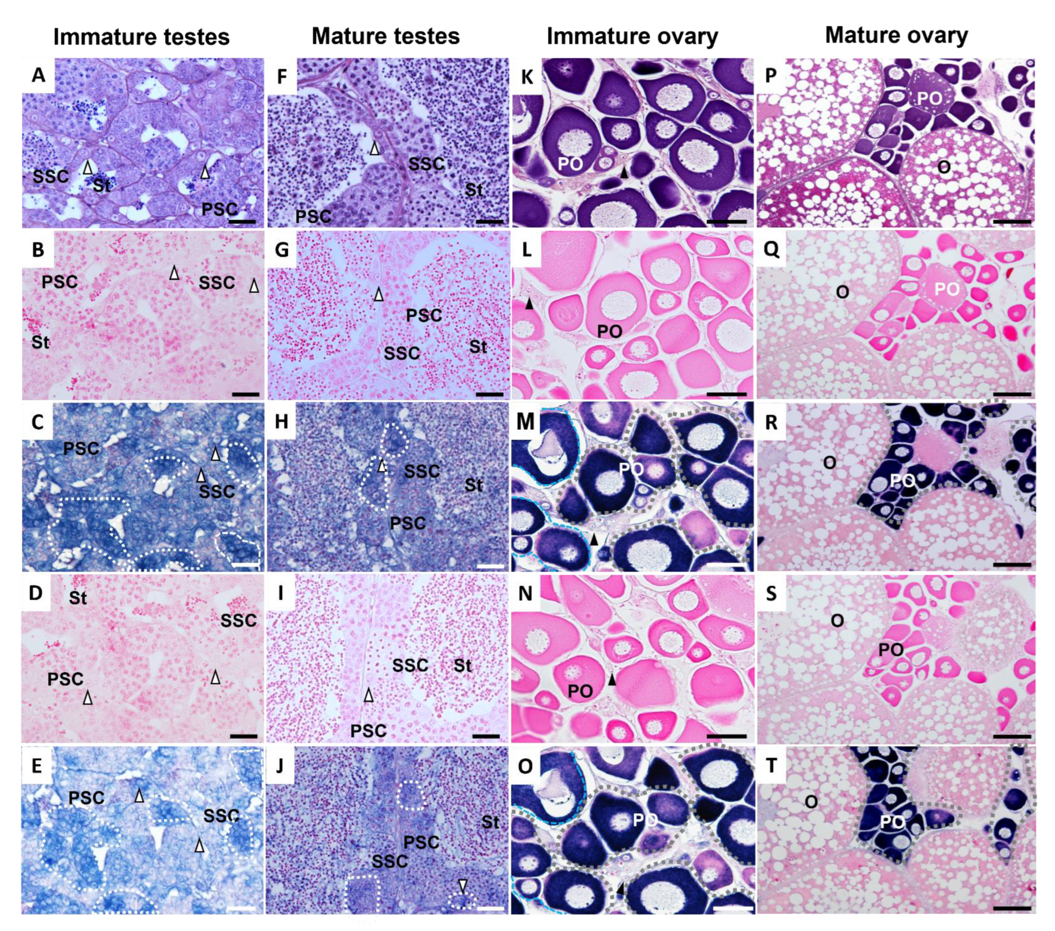 Animals 12 03415 g007