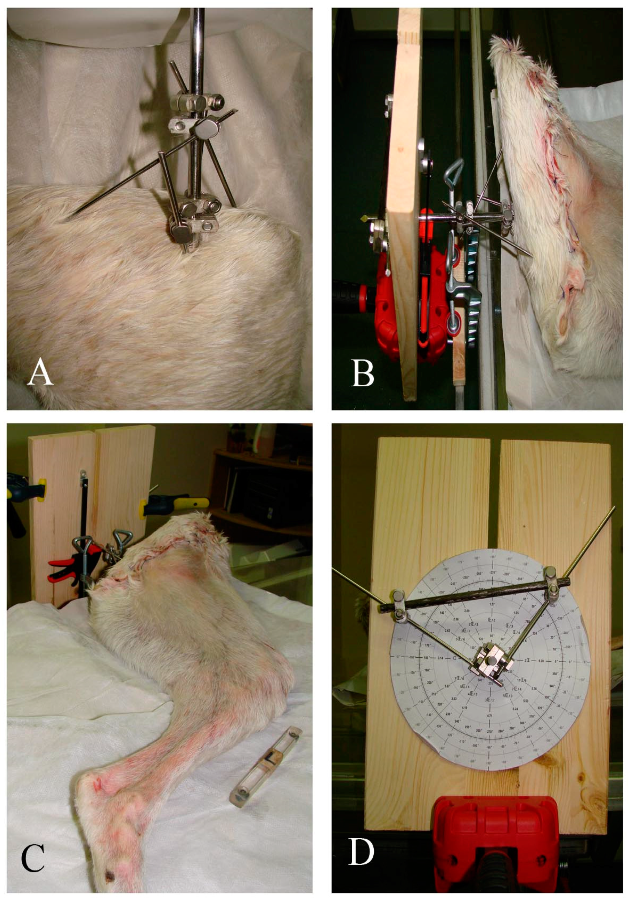 Animals 12 03419 g001