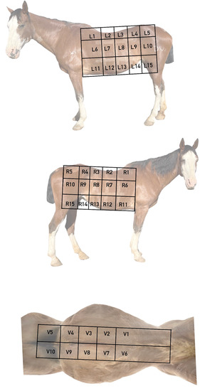 Equine Microchip Transcutaneous Detection of Intramural Microchips for Tracking the ...