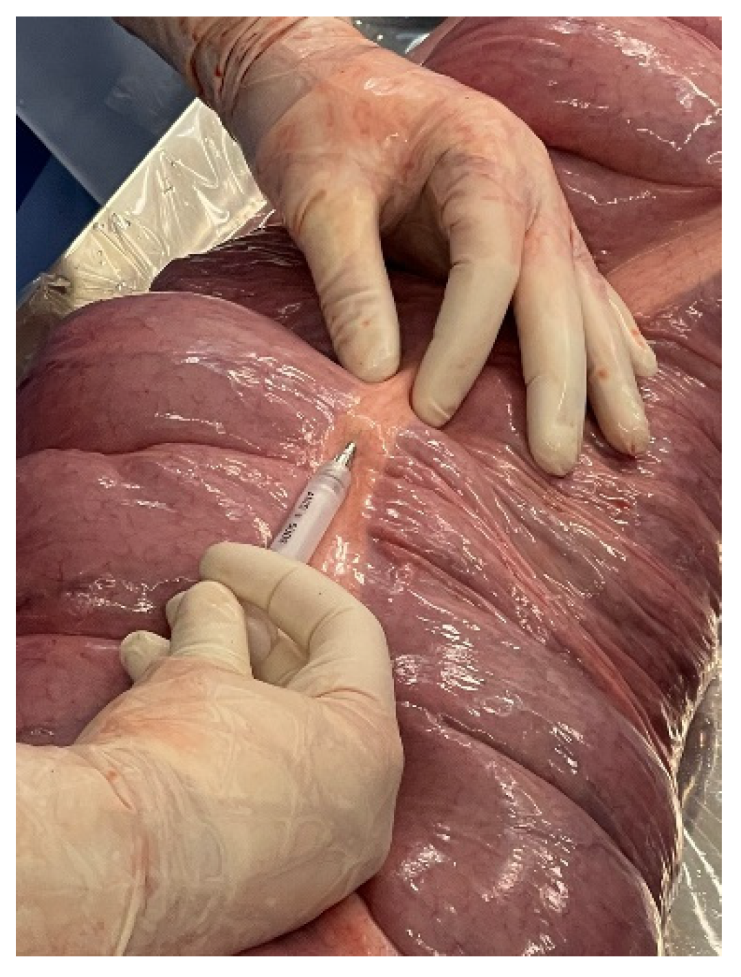 Animals 12 03421 g002