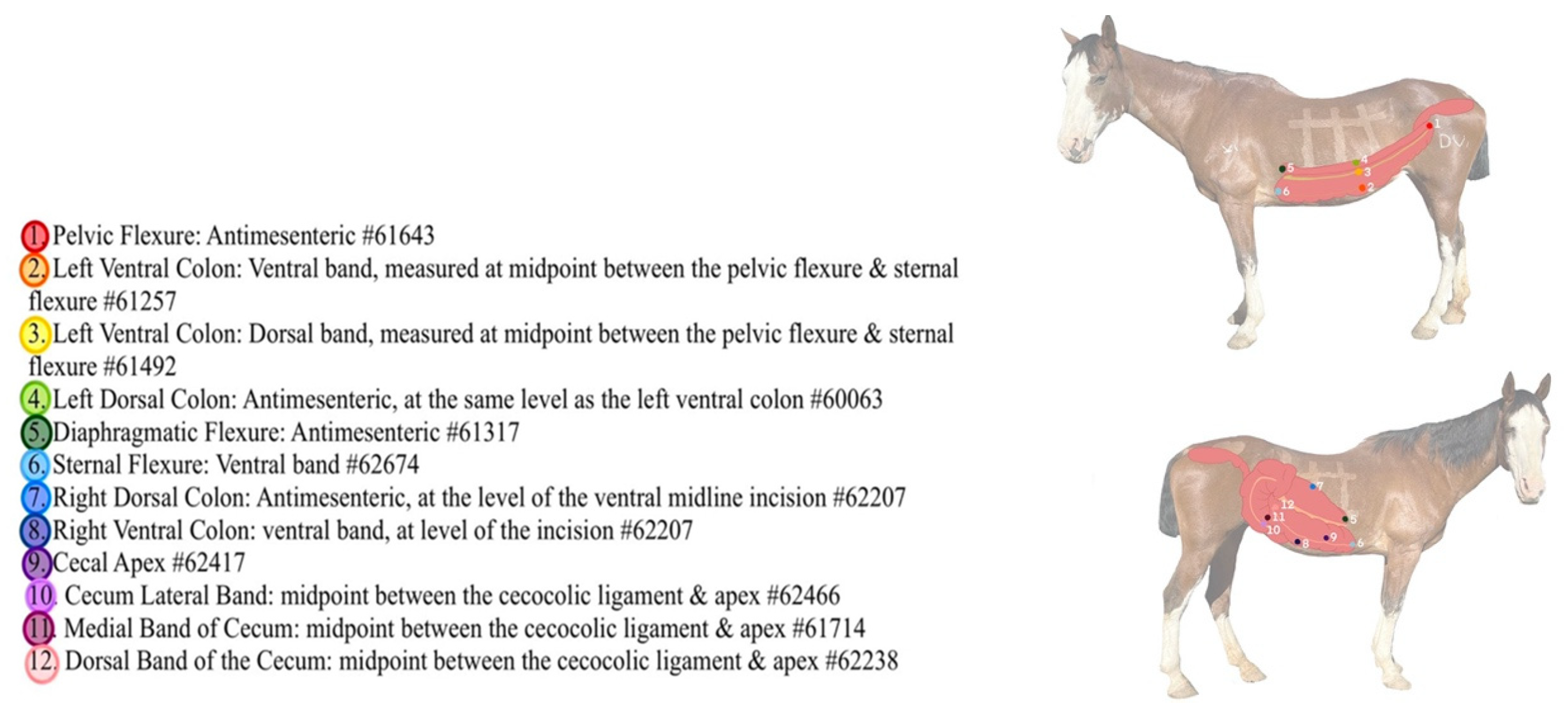 Animals 12 03421 g003