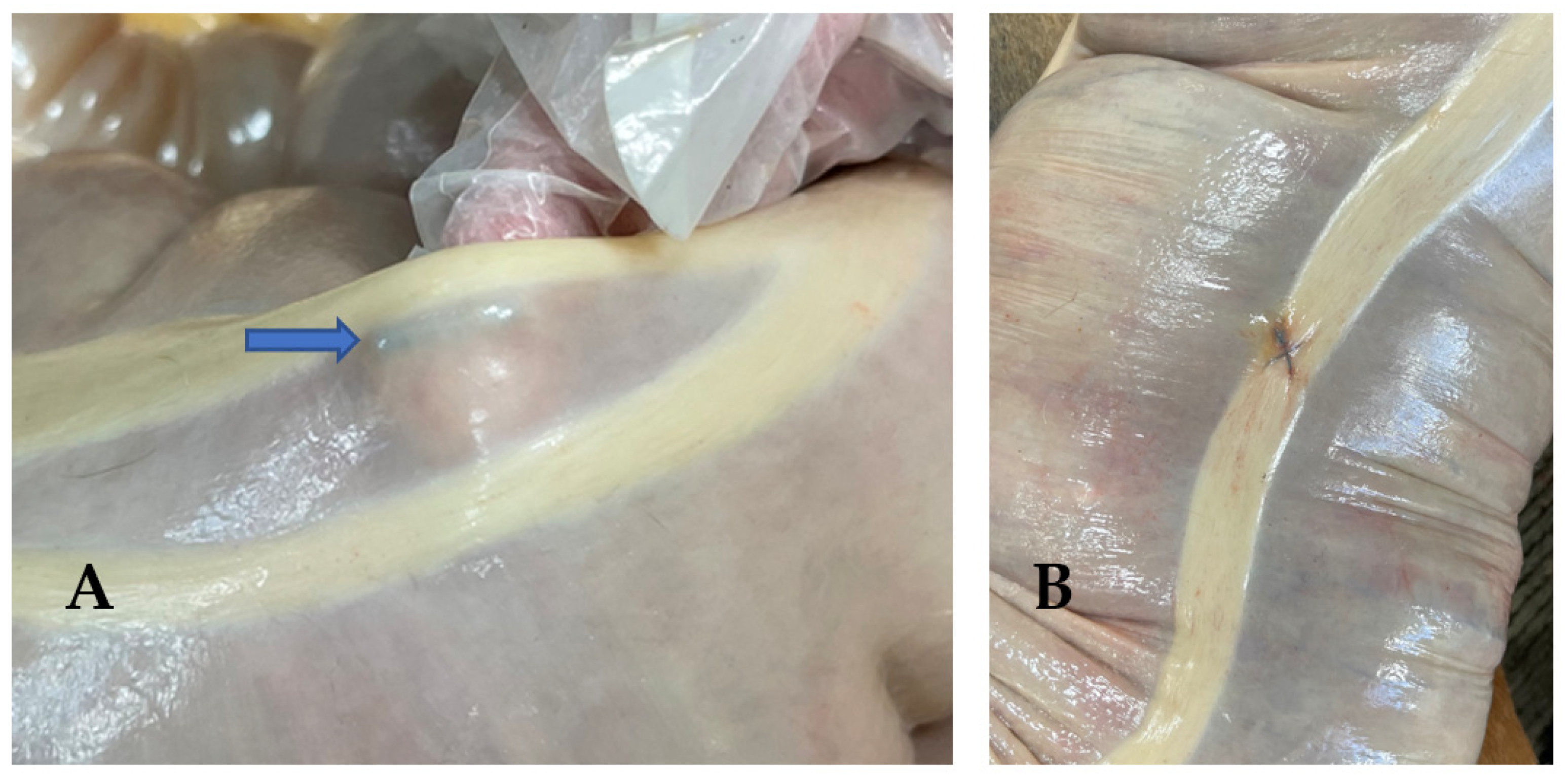 Animals 12 03421 g004