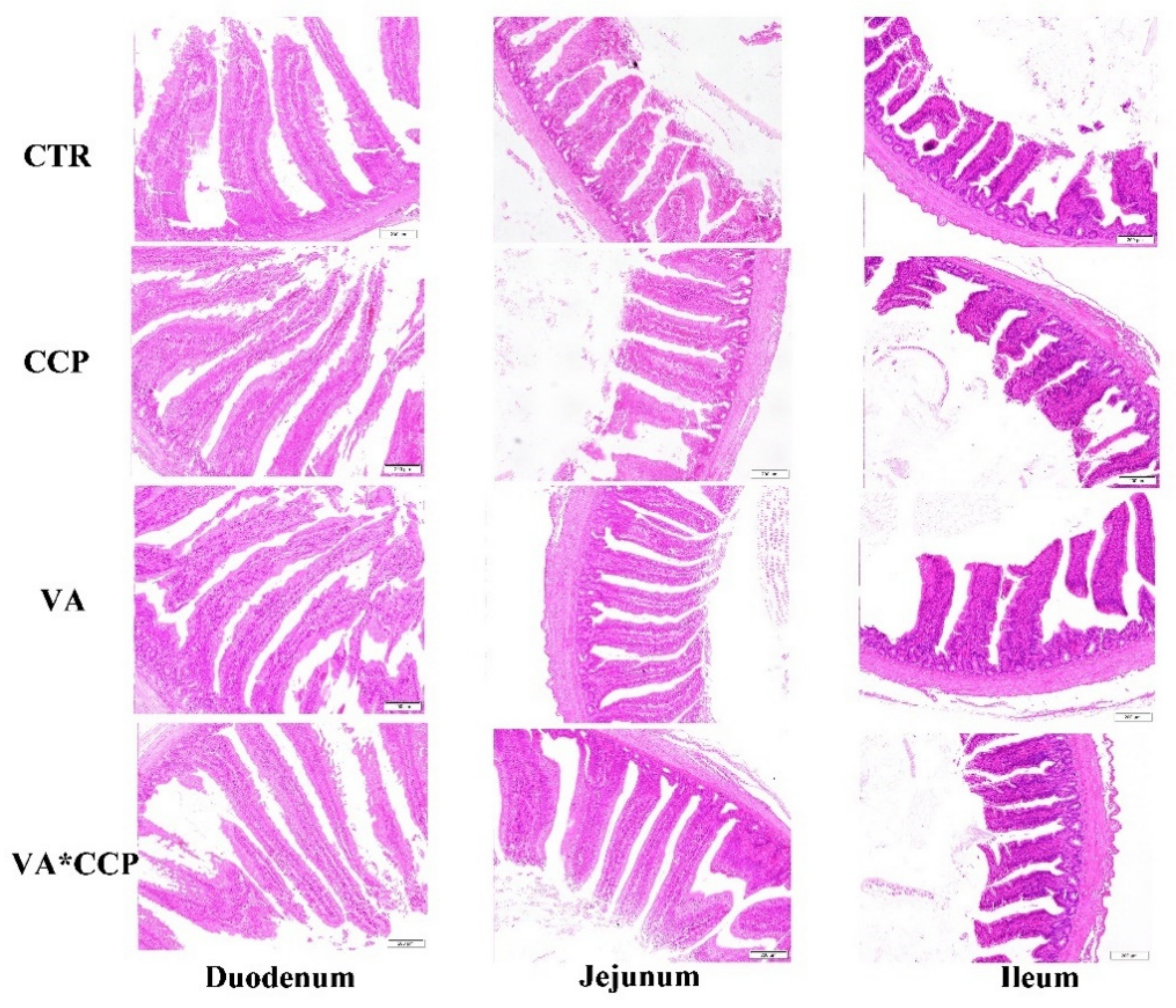 Animals 12 03431 g001 Animals 12 03431 g001