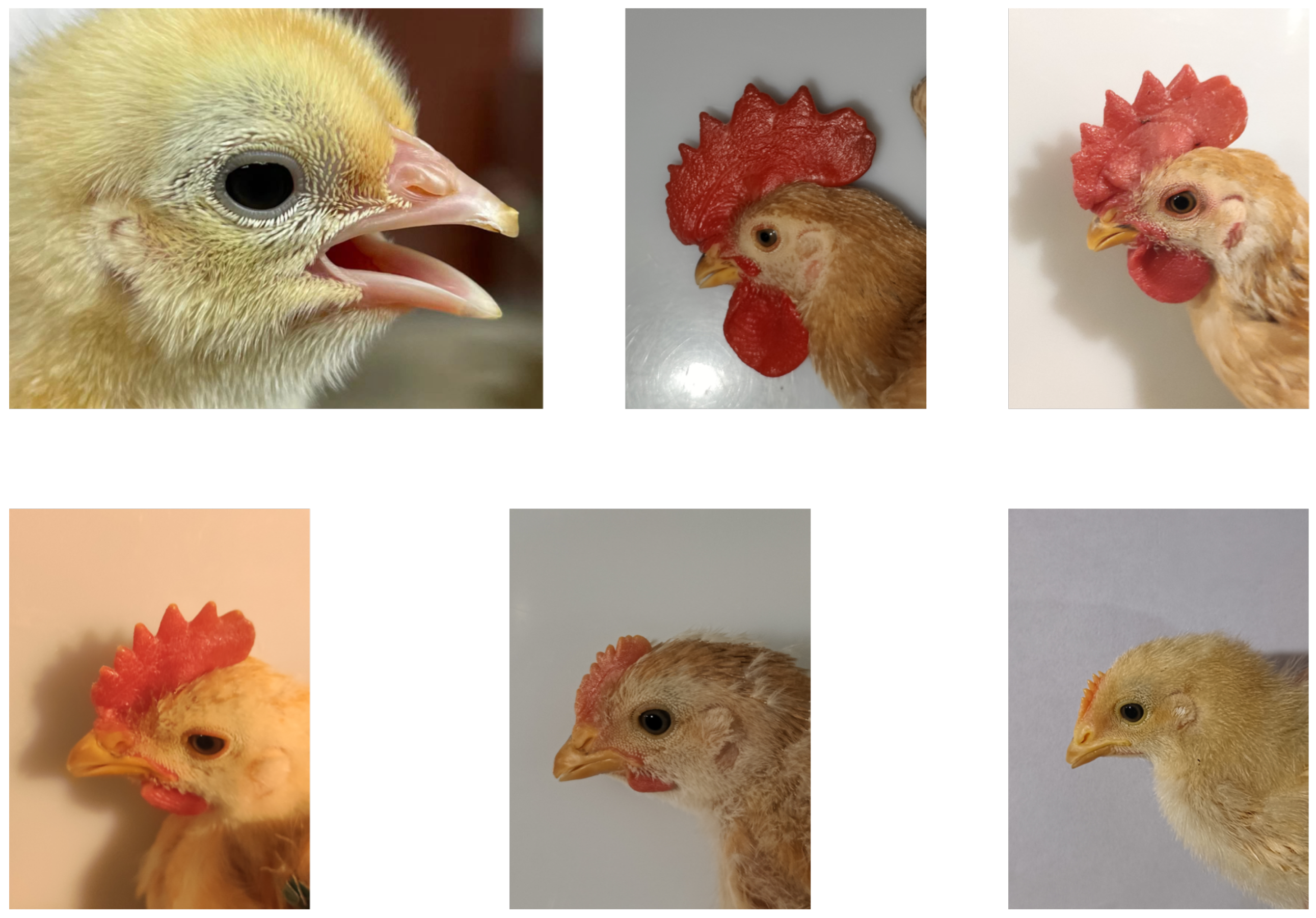 Animals 12 03450 g003