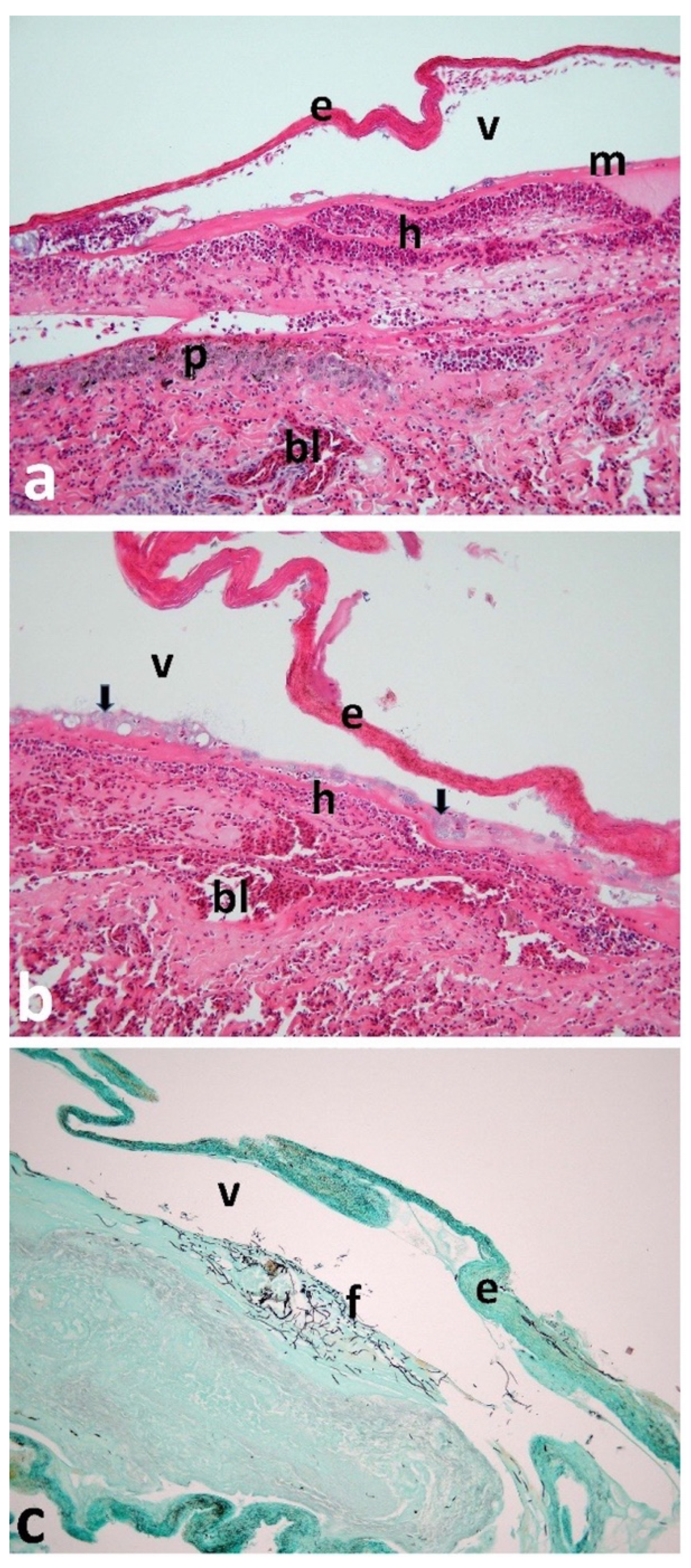 Animals 12 03457 g002 Animals 12 03457 g002