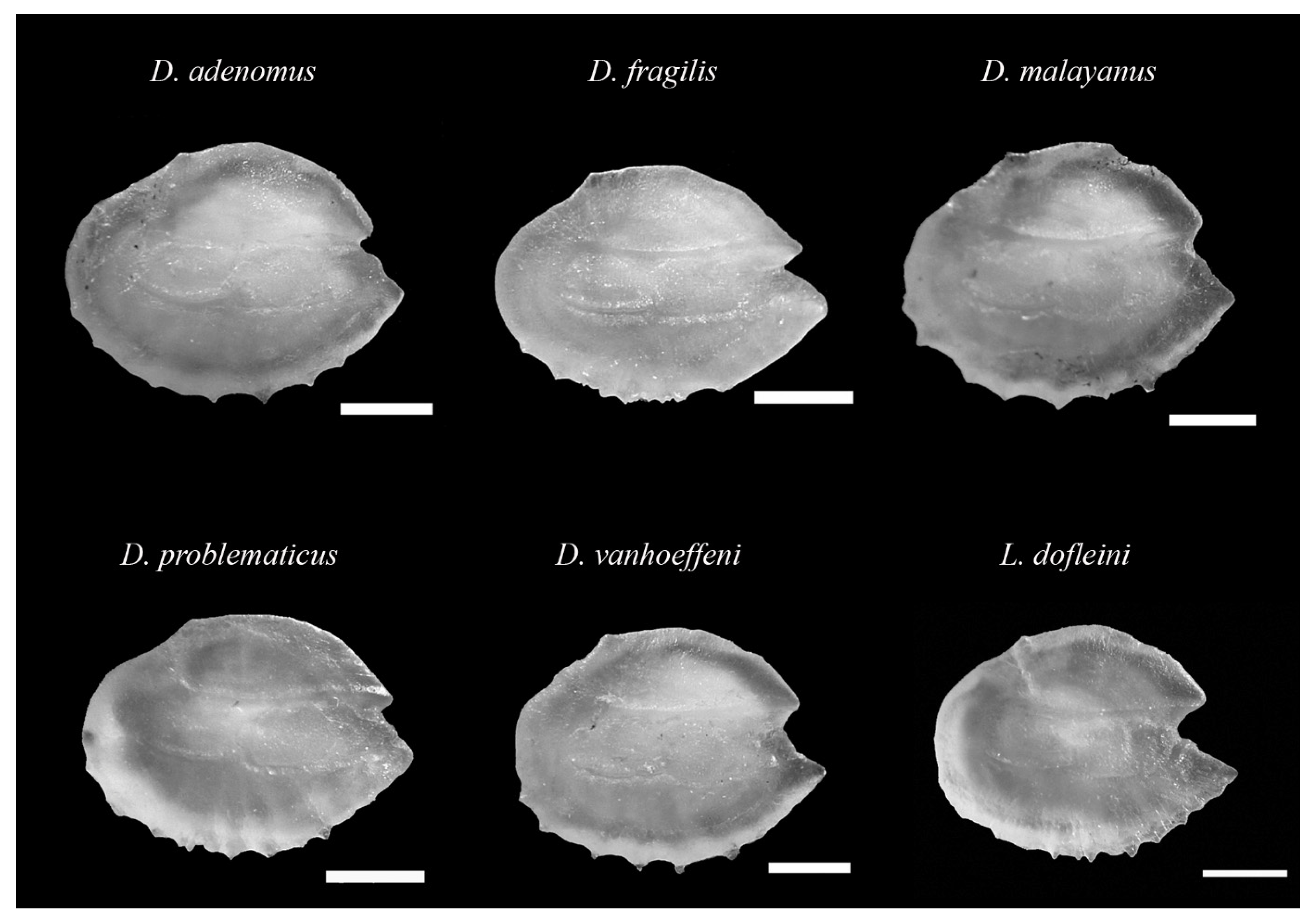 Animals 12 03465 g003 Animals 12 03465 g003