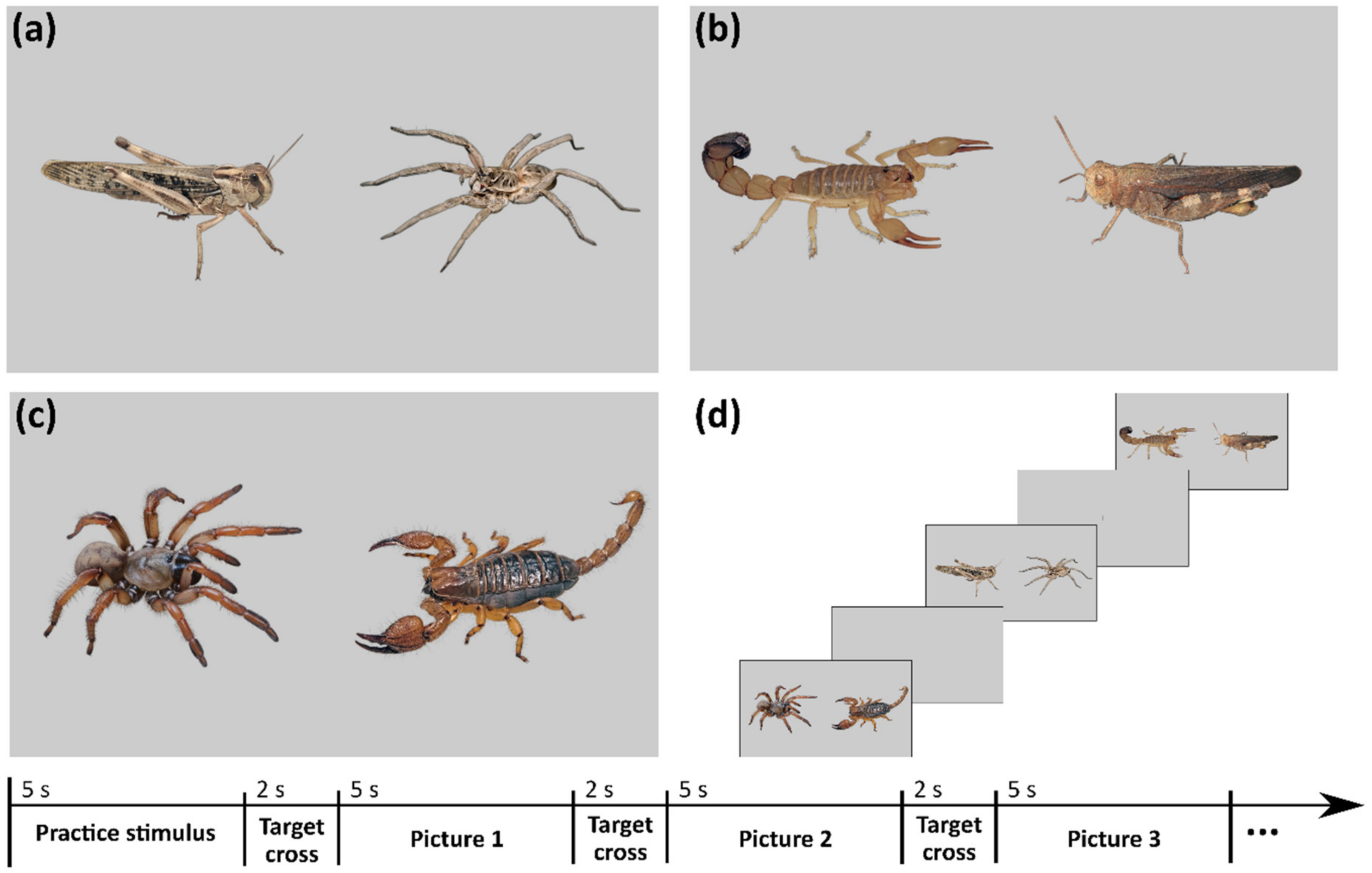 Snake scales, partial exposure, and the Snake Detection Theory: A human  event-related potentials study