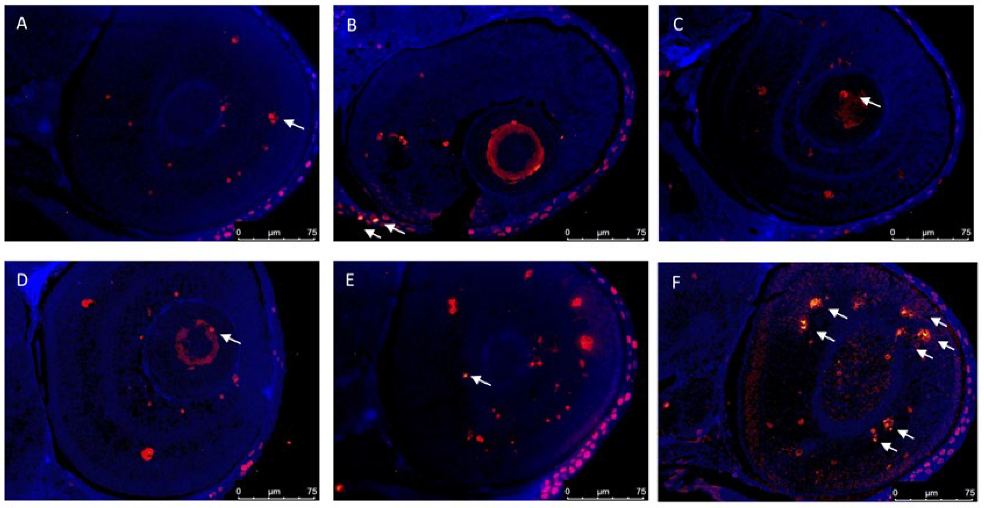 Animals 12 03484 g003 Animals 12 03484 g003