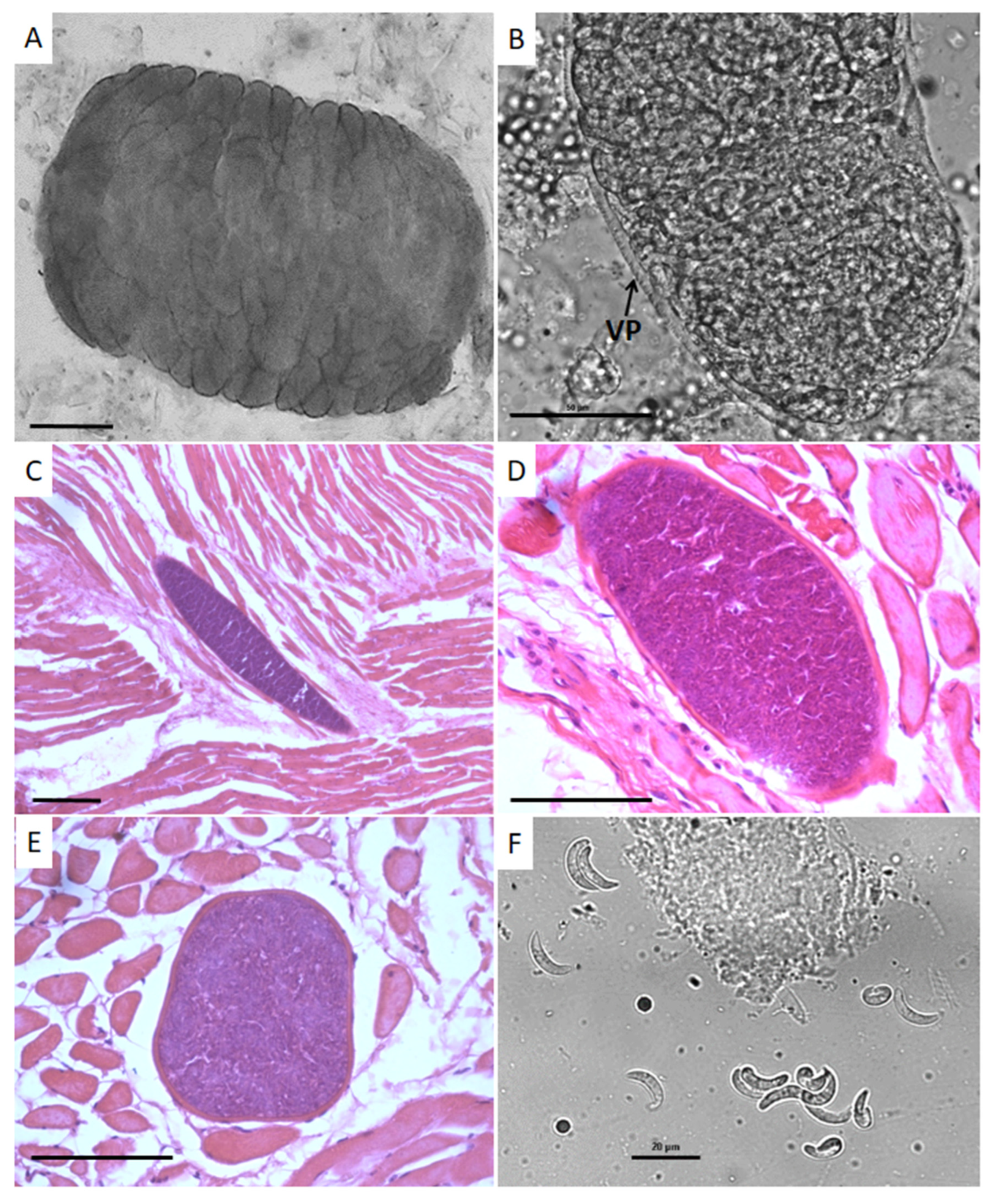 Animals 12 03491 g001 Animals 12 03491 g001