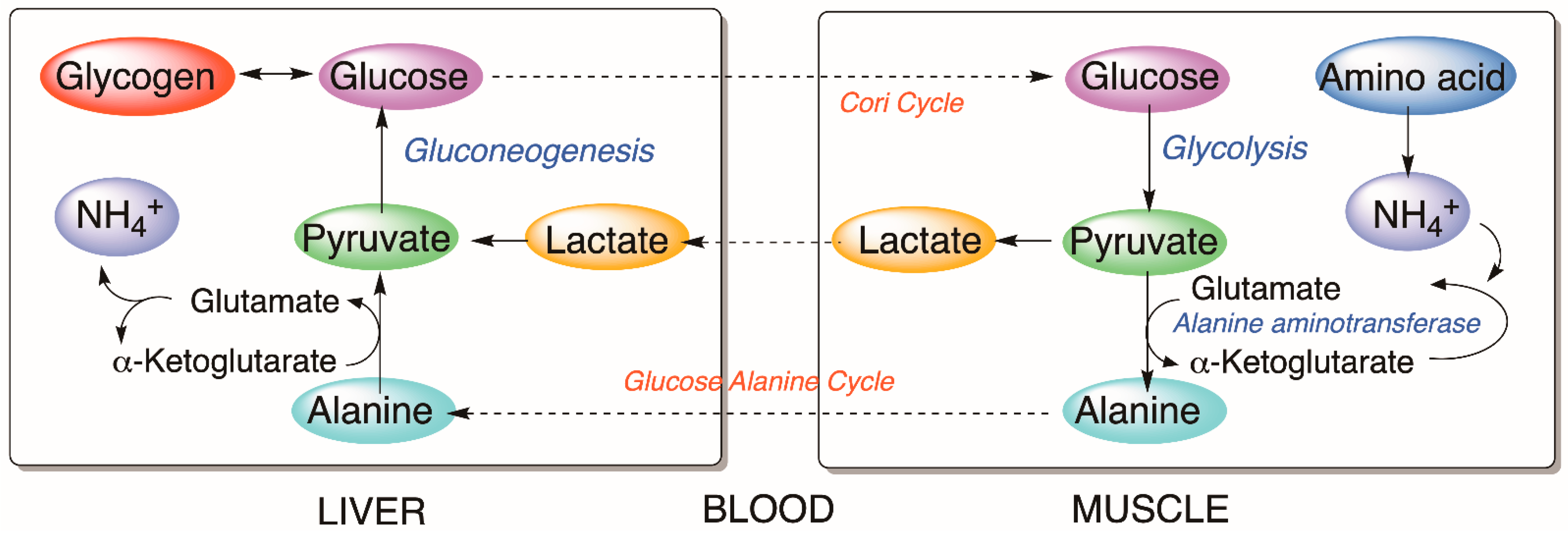 Animals 12 03500 g005 Animals 12 03500 g005