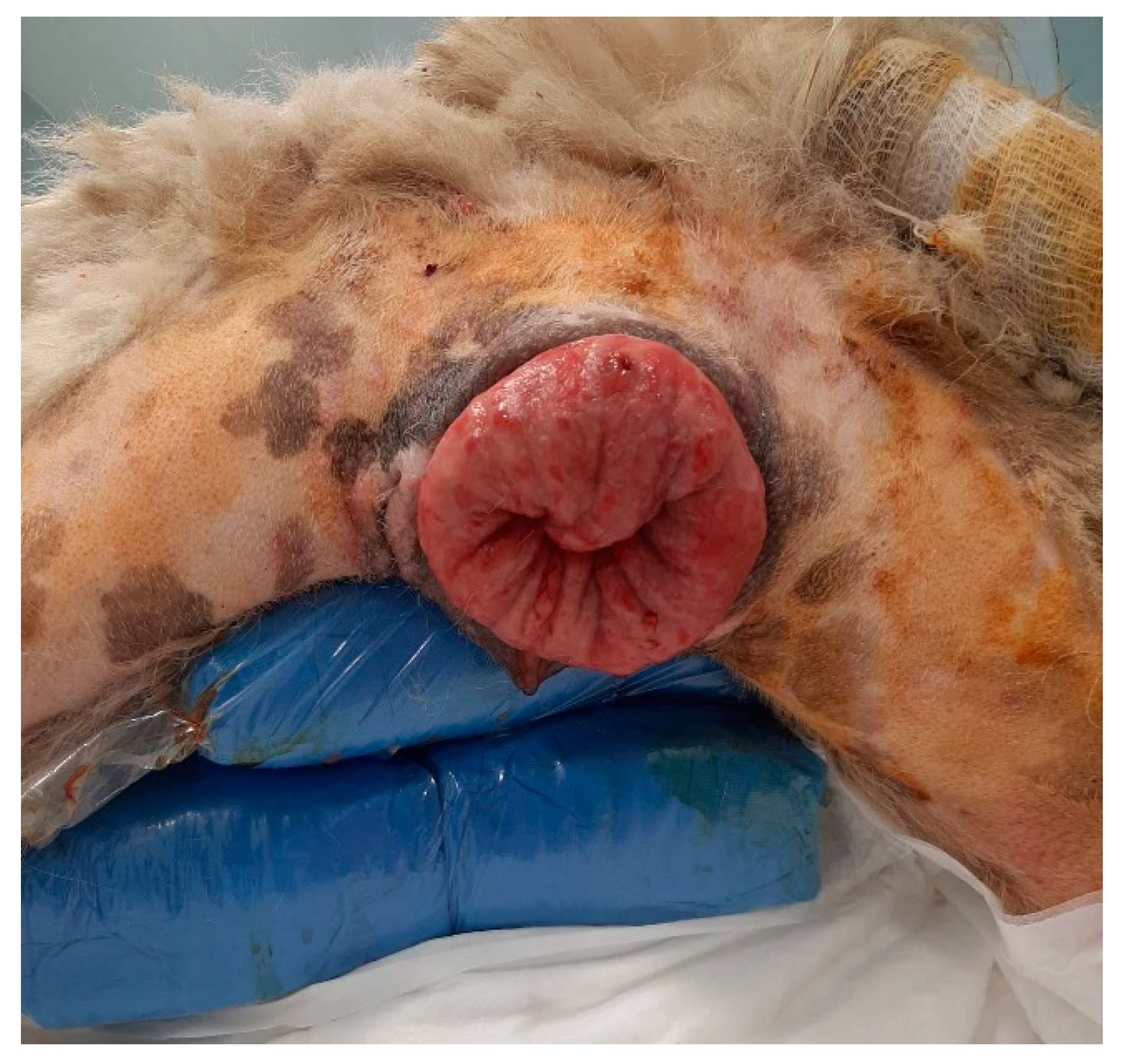 Animals 12 03505 g002