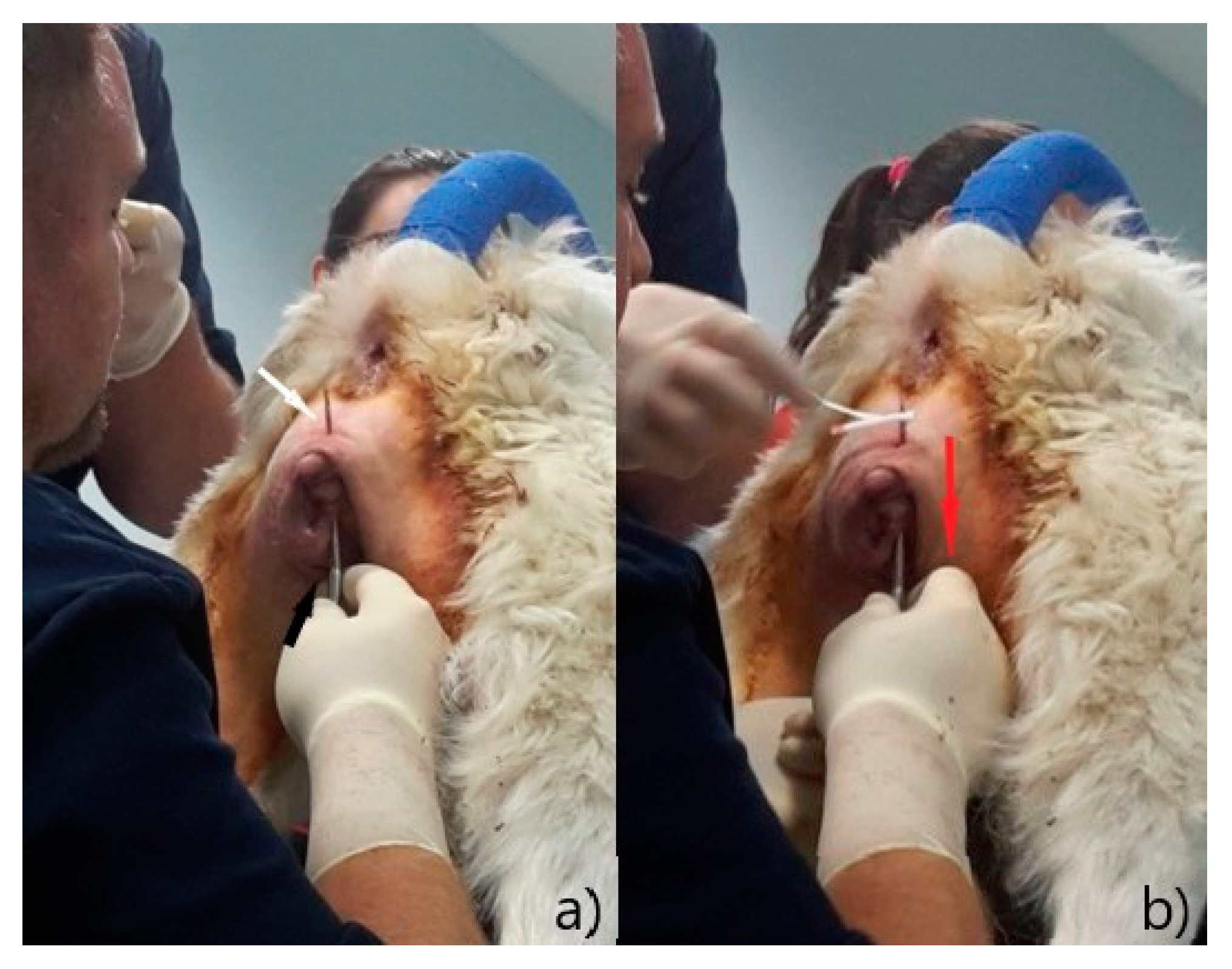 Animals 12 03505 g004