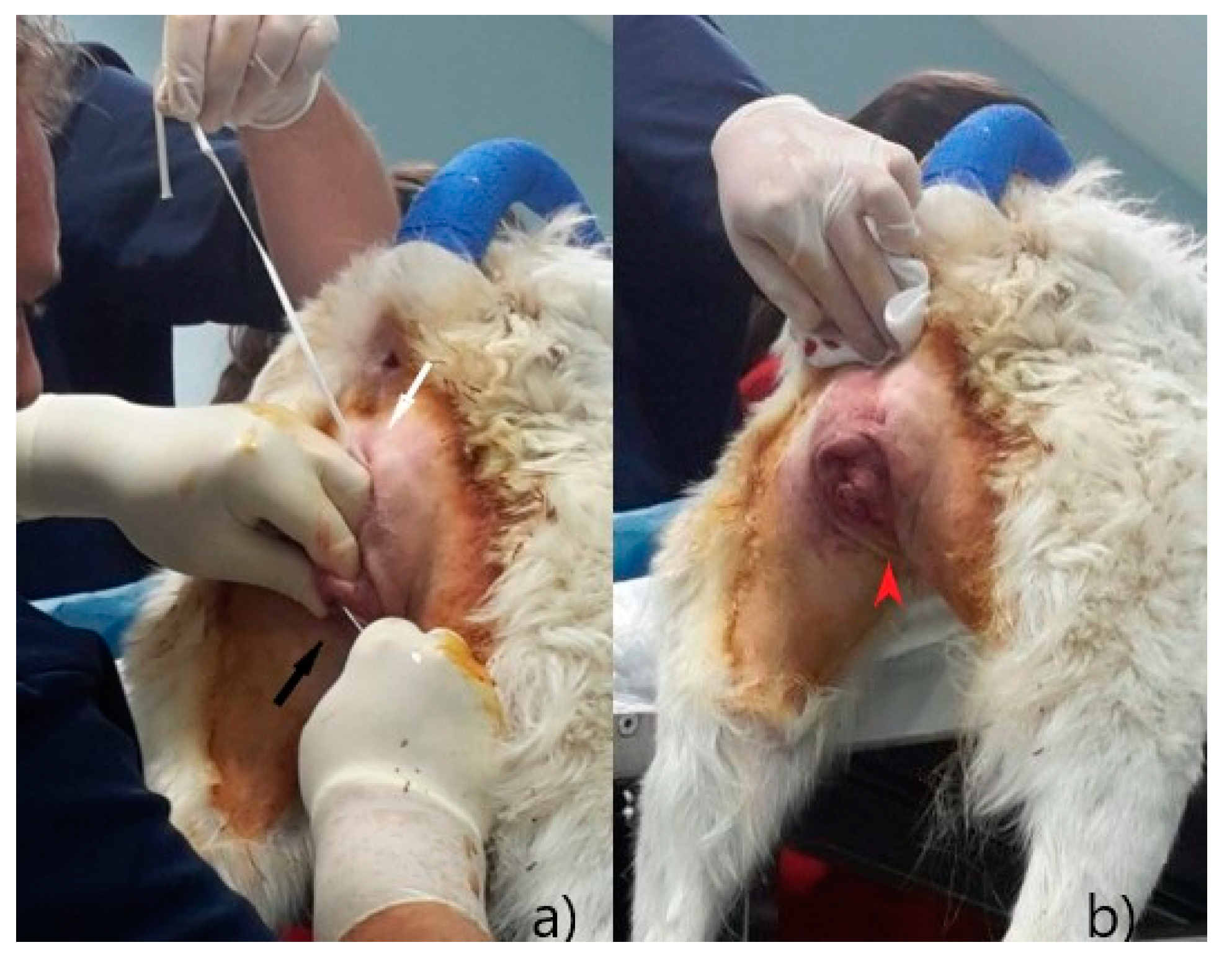 Animals 12 03505 g005