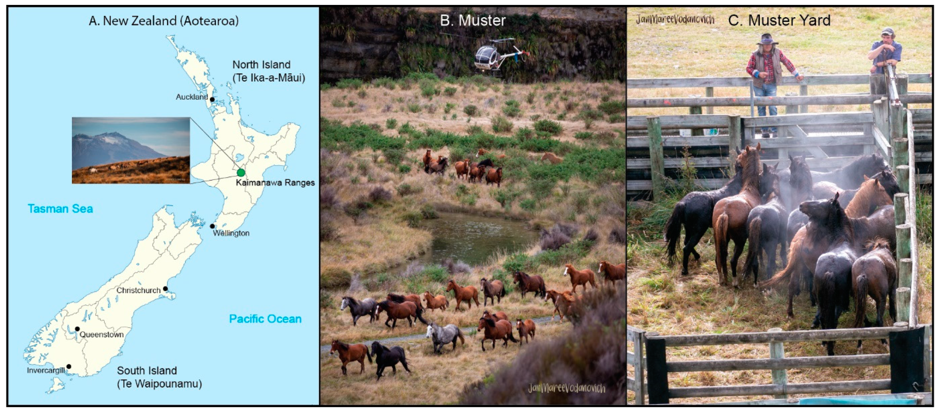 Animals 12 03508 g001 Animals 12 03508 g001