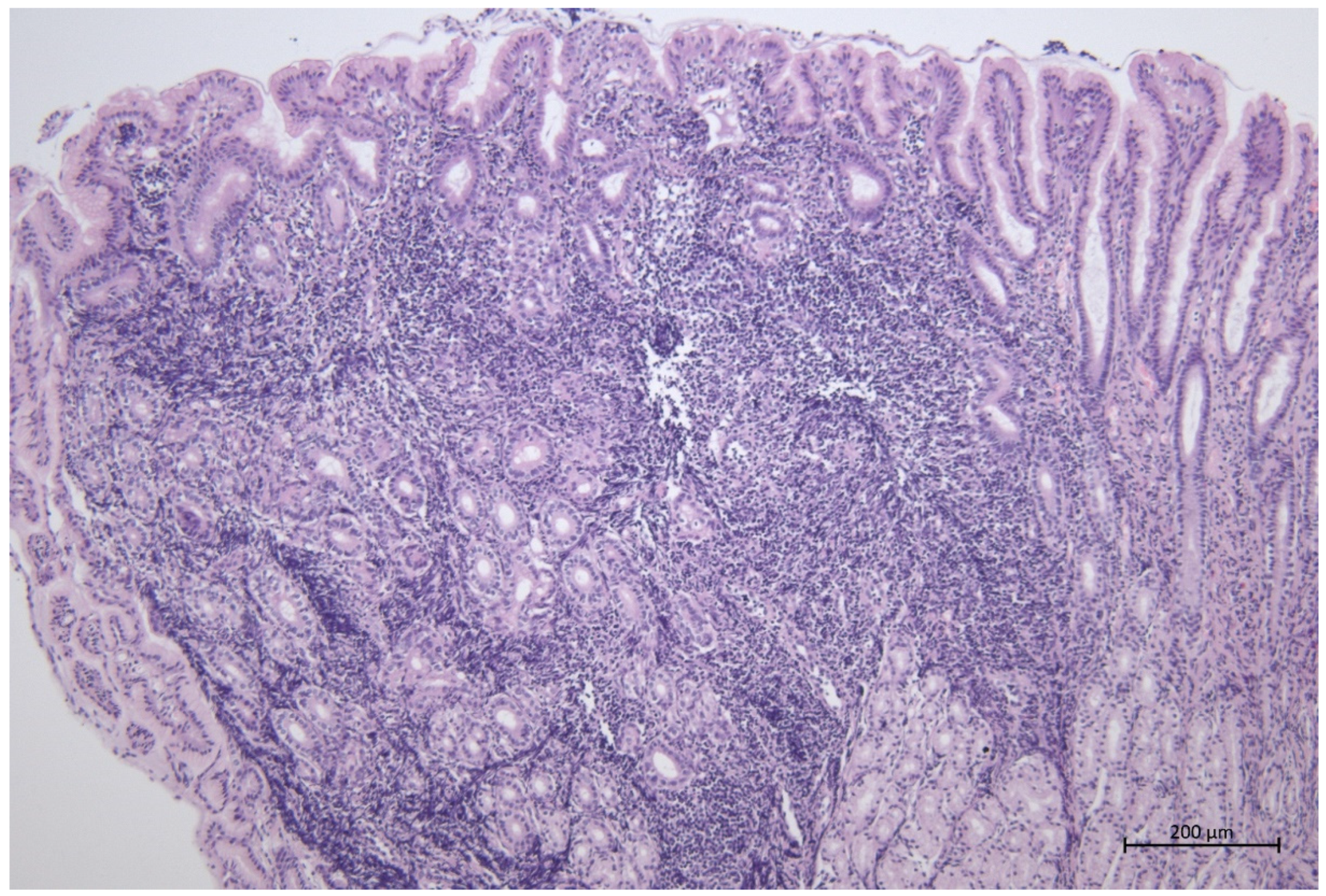 Animals 12 03527 g002 Animals 12 03527 g002