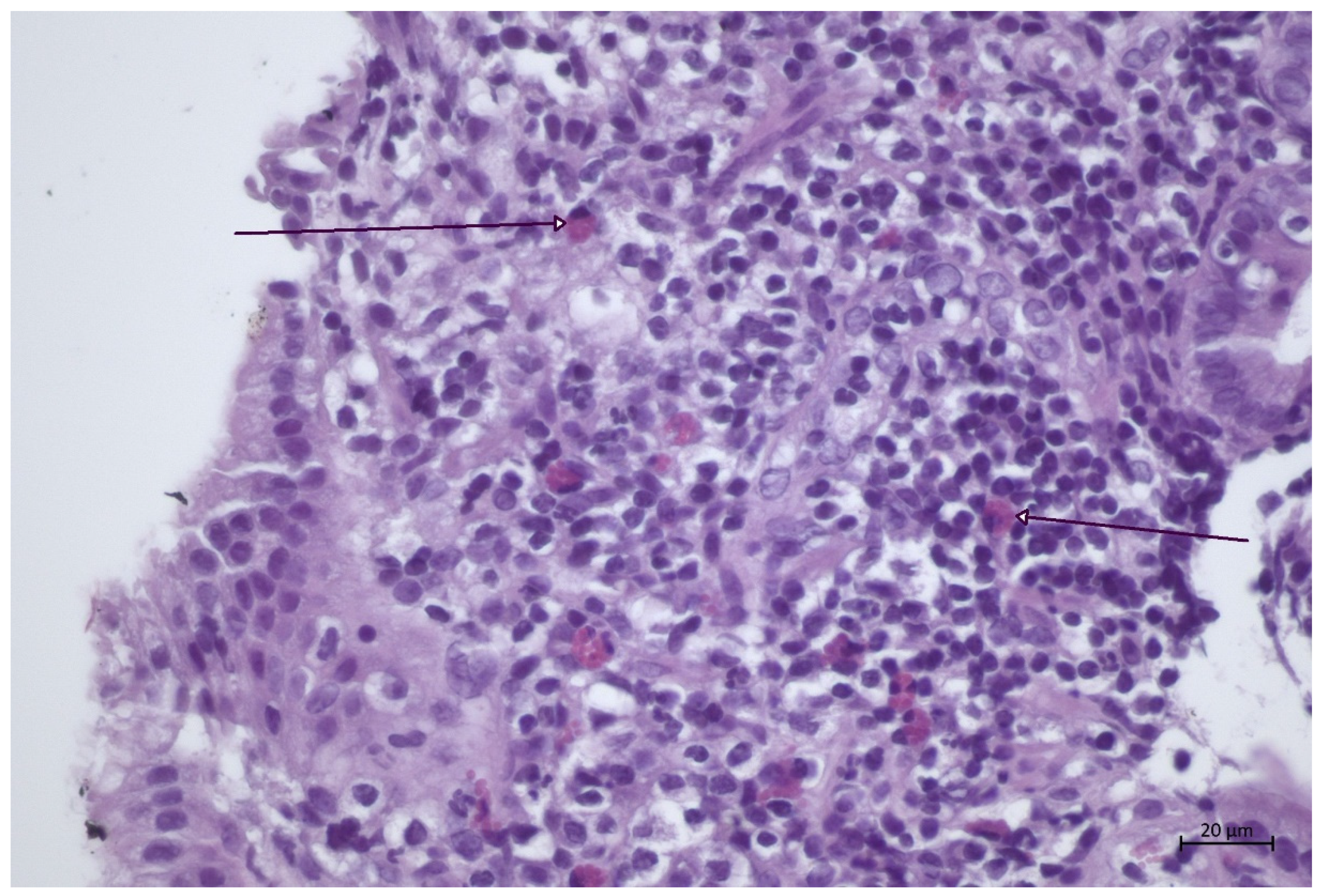 Animals 12 03527 g004 Animals 12 03527 g004