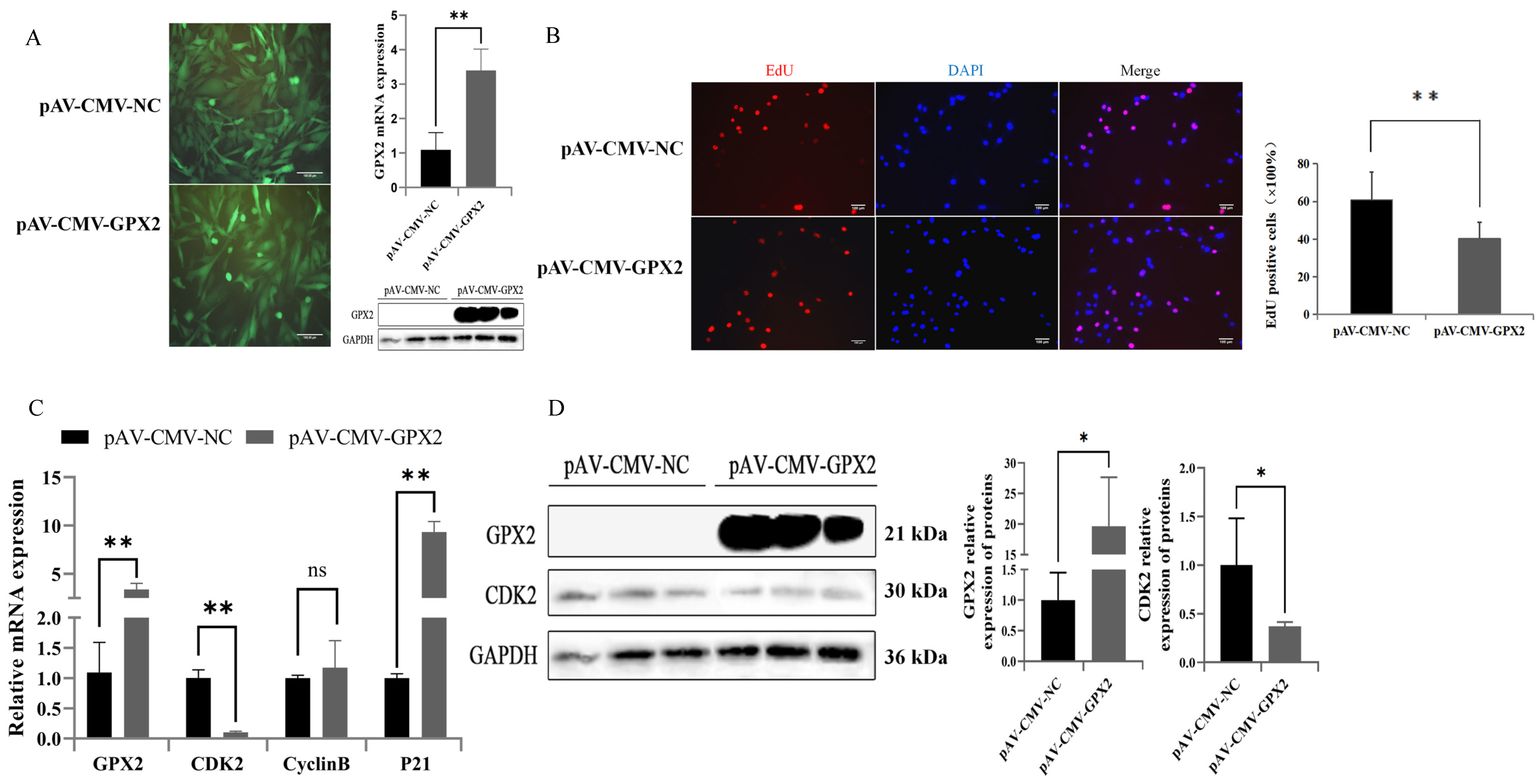 Animals 12 03528 g004 Animals 12 03528 g004