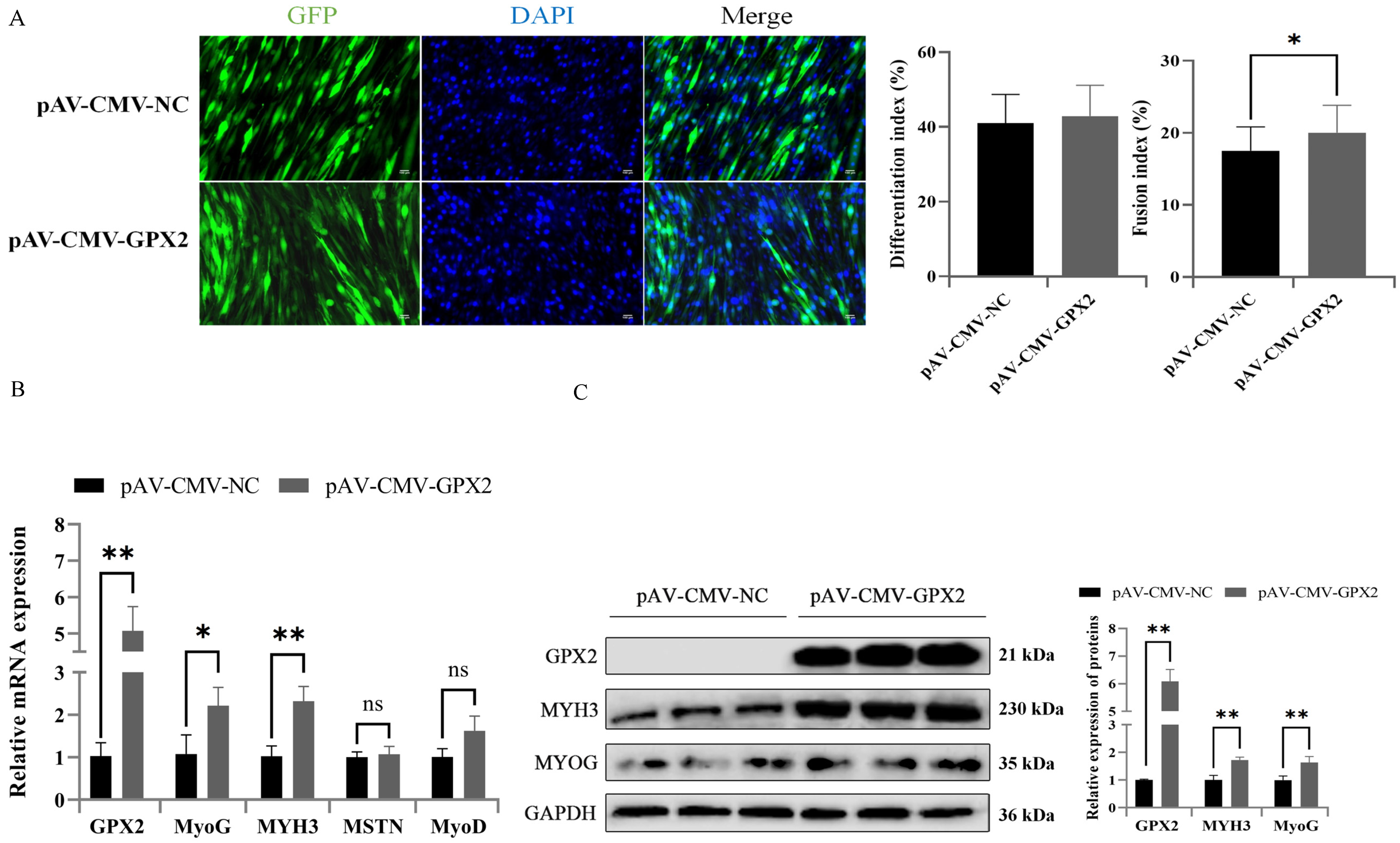 Animals 12 03528 g007 Animals 12 03528 g007