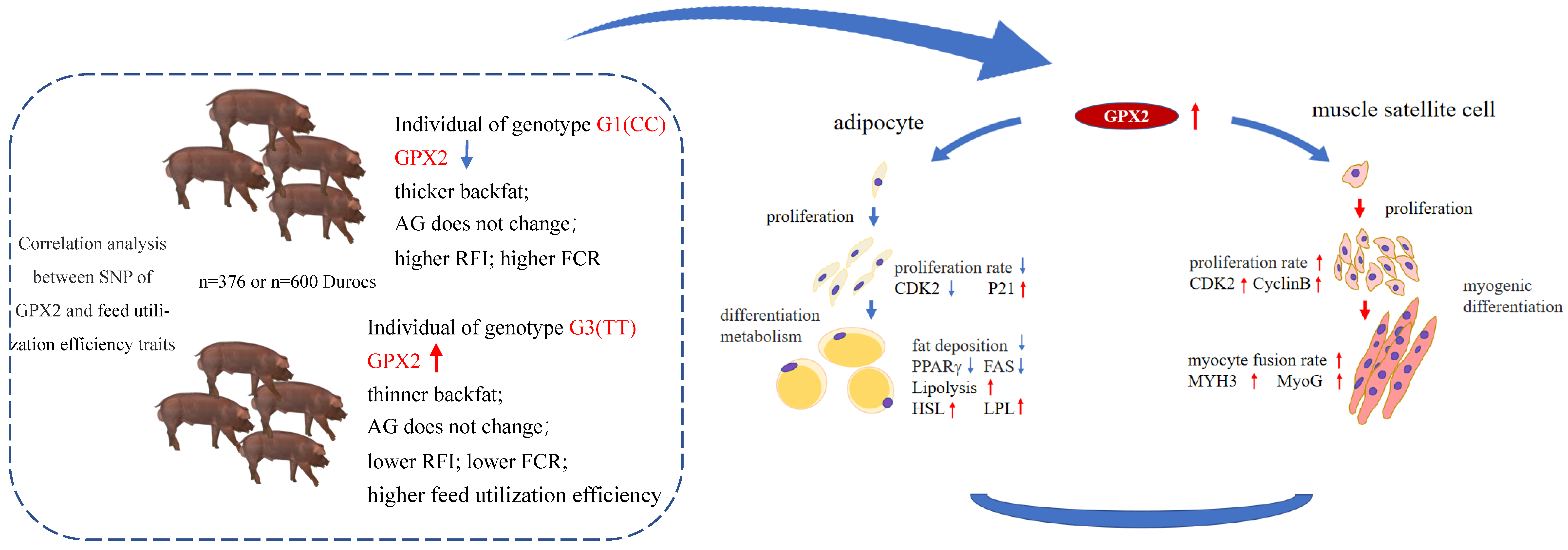 Animals 12 03528 g008 Animals 12 03528 g008