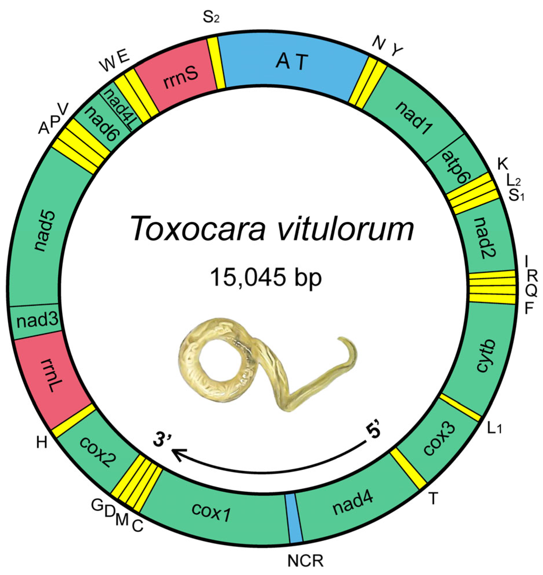 Animals free full text the complete mitogenome of toxocara