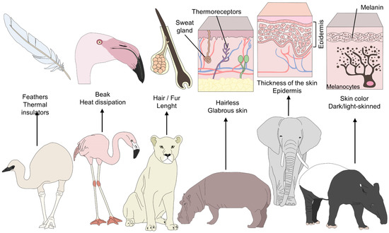 Animals | Free Full-Text | Thermal Imaging to Assess the Health Status in Wildlife Animals under Human Care: Limitations and Perspectives Animals | Free Full-Text | Thermal Imaging to Assess the Health Status in Wildlife Animals under Human Care: Limitations and Perspectives