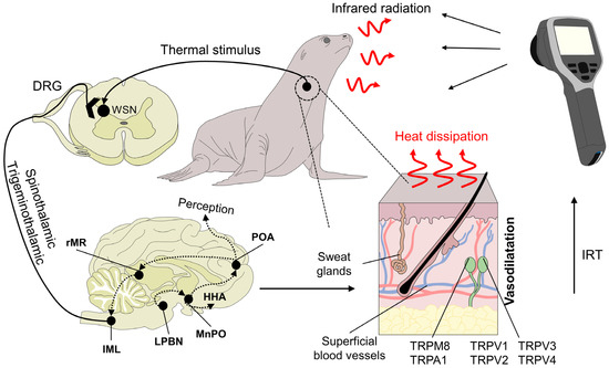 Animals | Free Full-Text | Thermal Imaging to Assess the Health Status in Wildlife Animals under Human Care: Limitations and Perspectives Animals | Free Full-Text | Thermal Imaging to Assess the Health Status in Wildlife Animals under Human Care: Limitations and Perspectives
