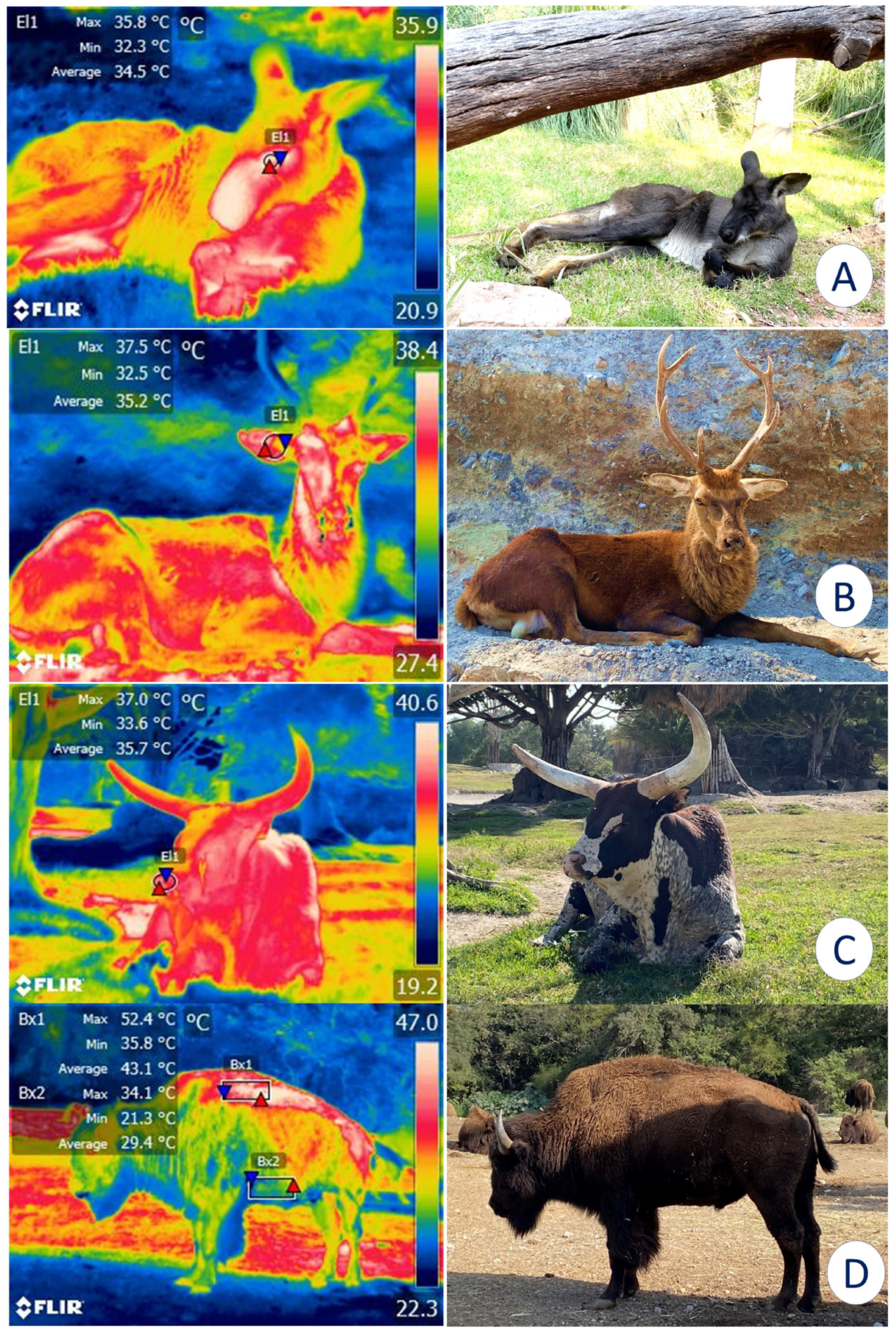 Animals 12 03558 g003