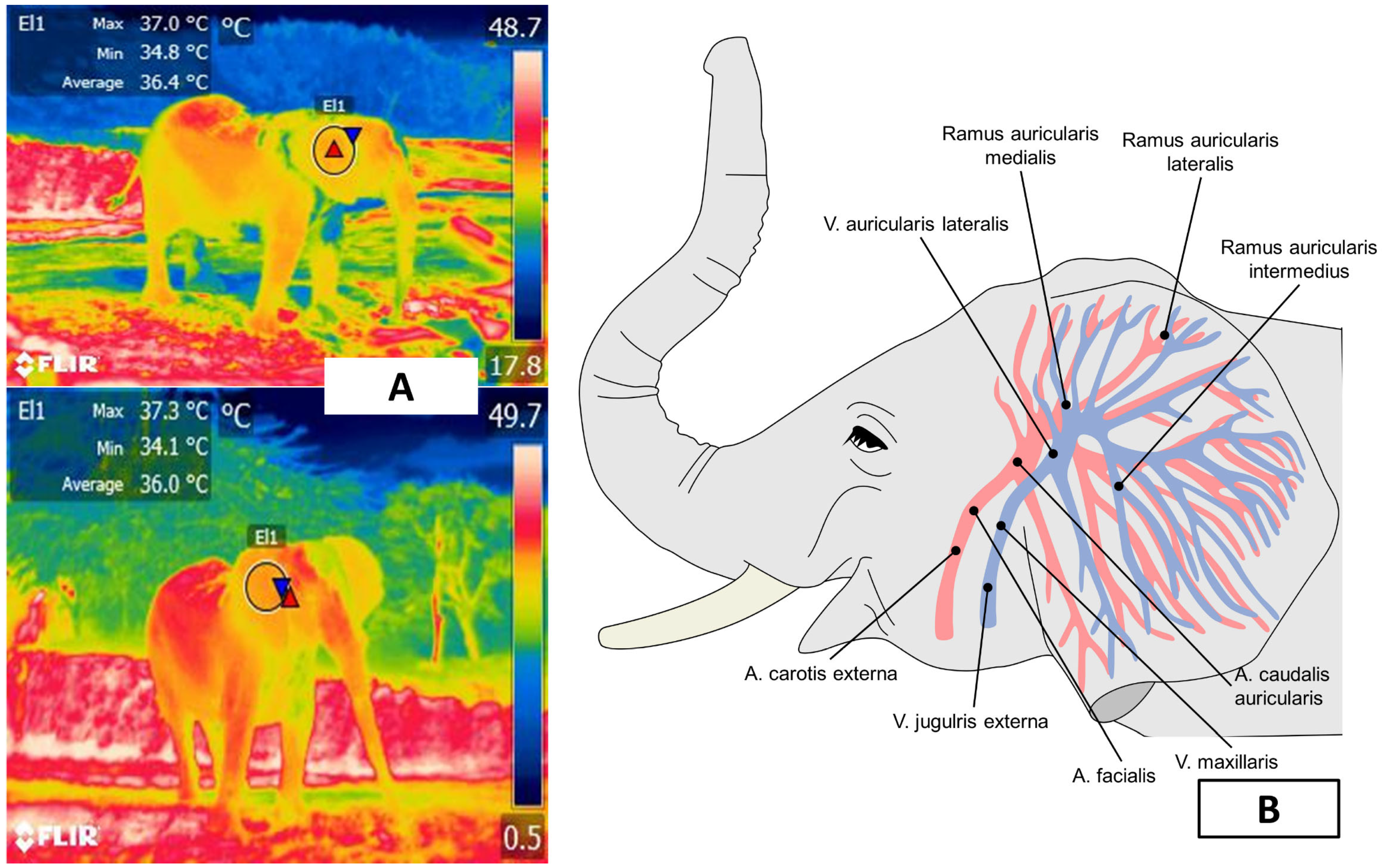 Animals 12 03558 g005